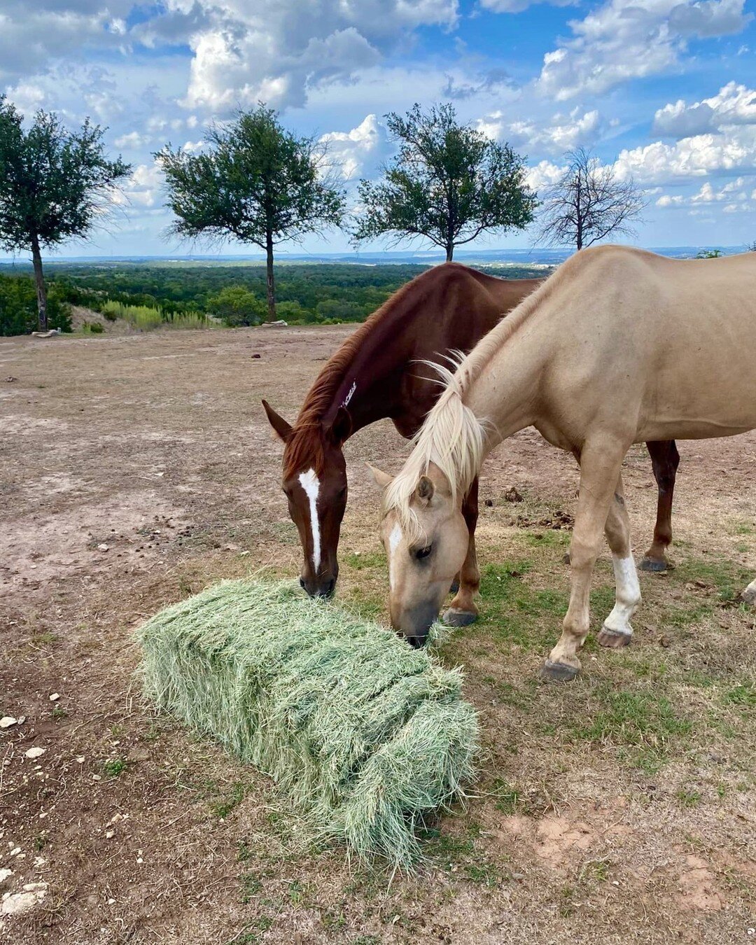 We had some great questions about two of our new arrivals (Surprise! We have MORE introductions coming!!) ❤️

THEY WERE EATING SAND??!! - Yes! Both were full of sand and unable to absorb calories &amp; nutrients. Horses can ingest sand in a couple of