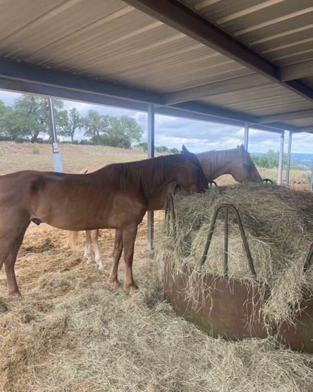 Eat up, boys!

Smith &amp; Wesson are coming out of hiding! Their transition has been slow, but it's still progress! They now have 24 hr access to hay, forage and receive supplemental feed. Our sincere thanks go to Lacey, their finder, who coordinate