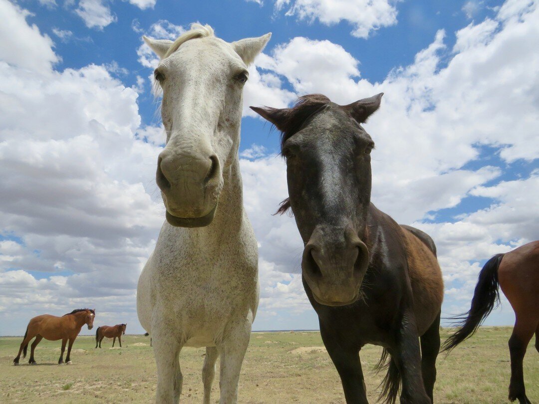 Got Snacks?

Mira and Pete never fail to make us smile. Despite a bad chapter with humans, these two still pour out their love, trust and curiosity. They were part of a large group seized by law enforcement and rehabbed by Rainbow Meadows Equine Resc