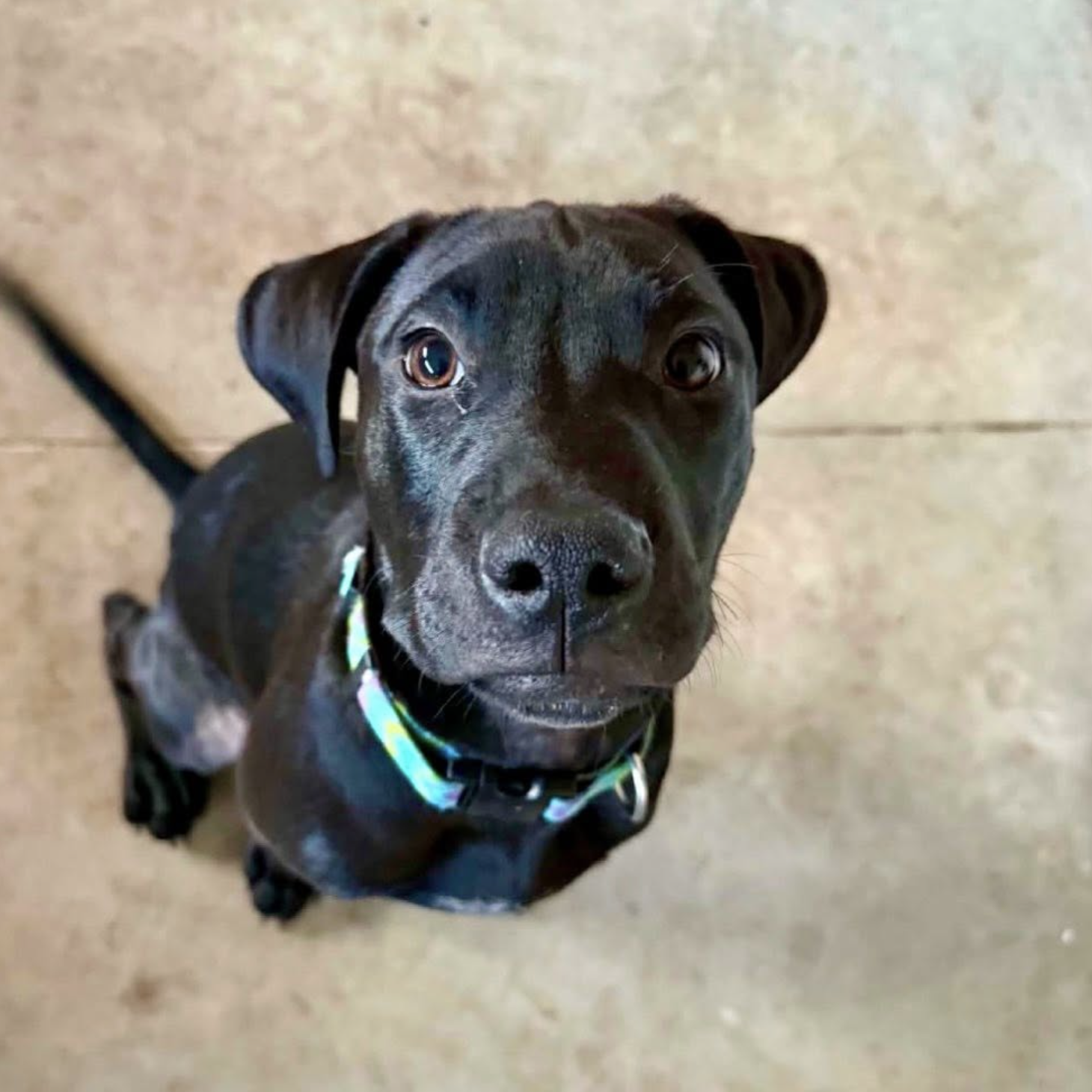 Portrait of Rookie, a all black rescue dog.
