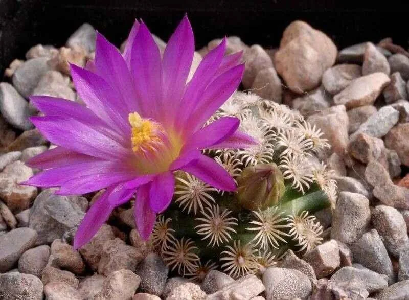 Bright pink cactus flower growing from amongst stones