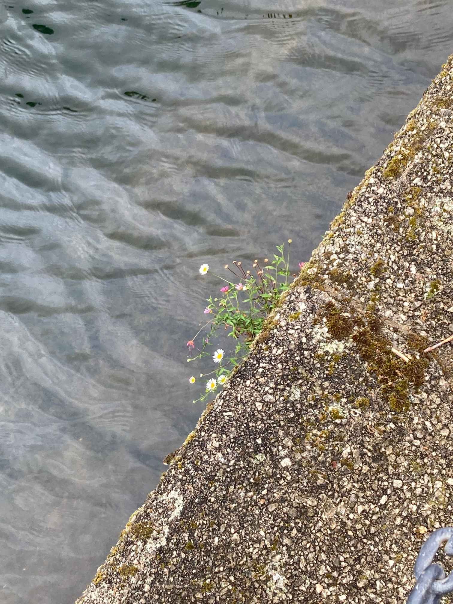 Wallflowers growing at the edge of the canal
