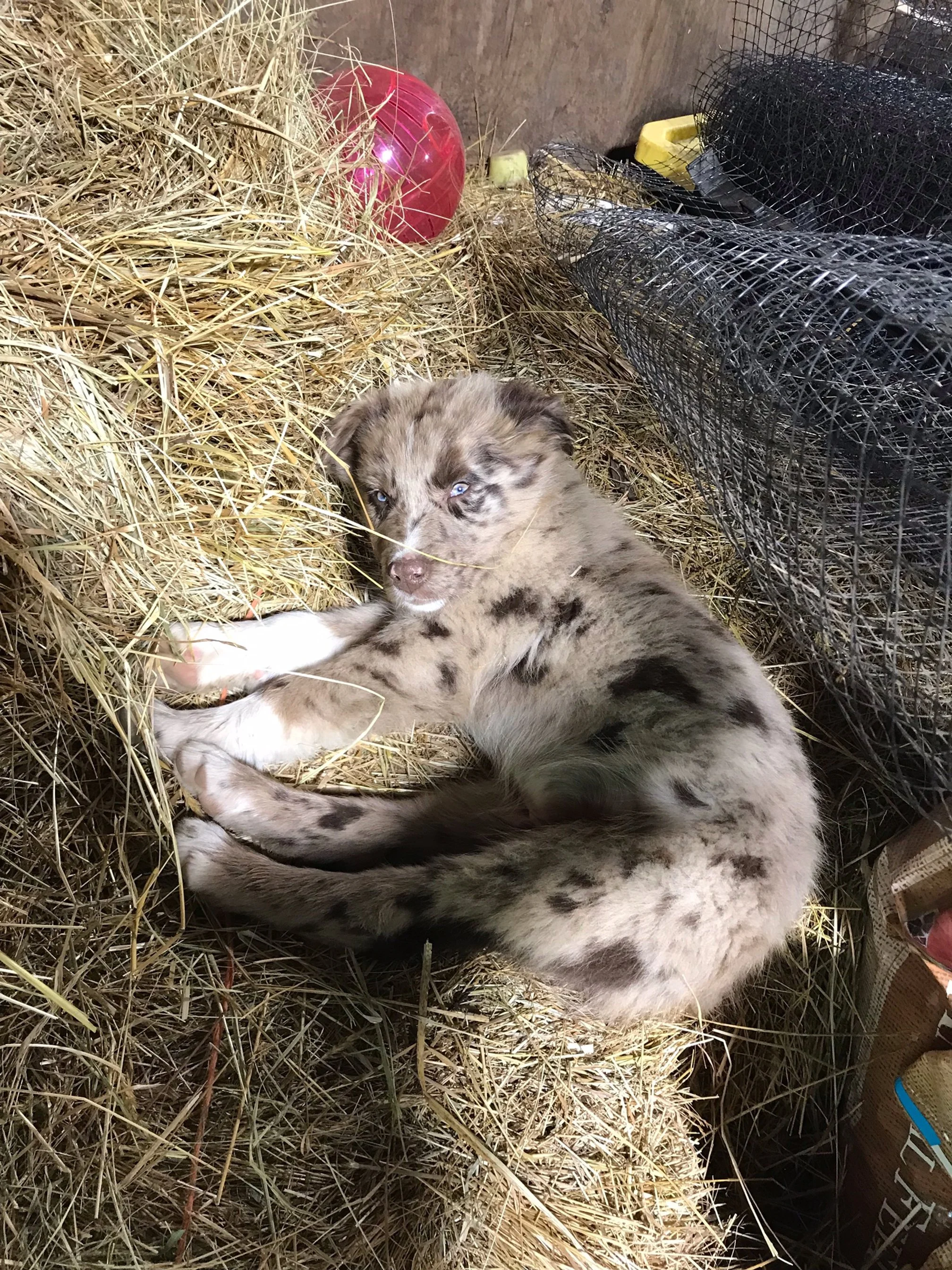 Ruger sleeping in hay.jpeg