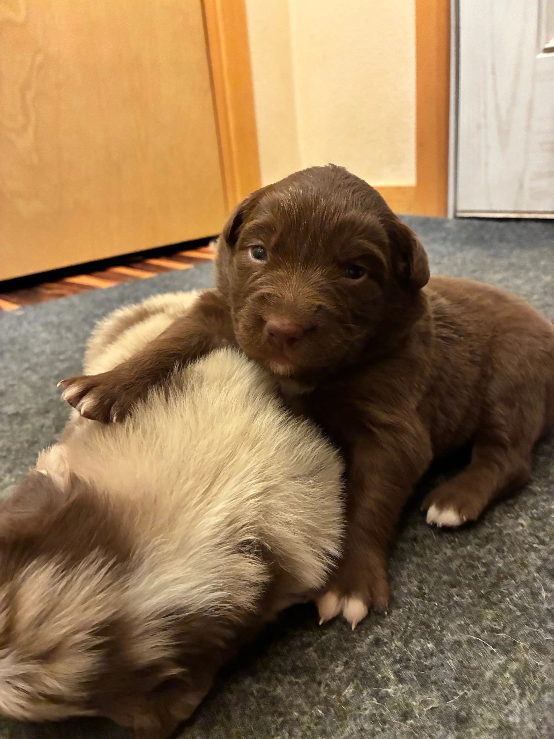 IMG_7950.jpeg