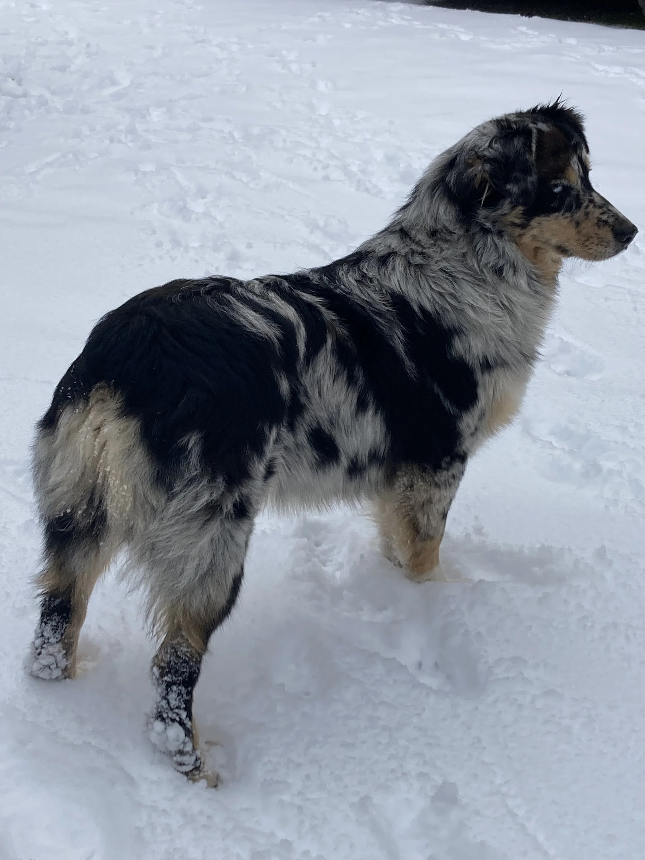 Stardust in the Snow.jpeg