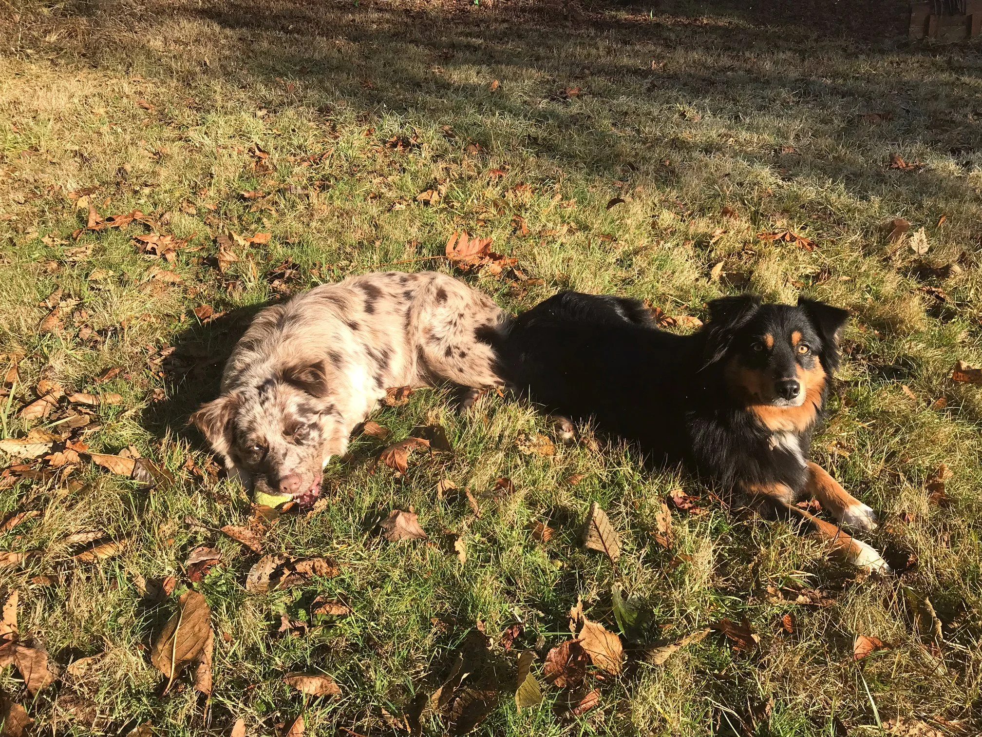 Ruger and Remy Laying in Sun.jpeg