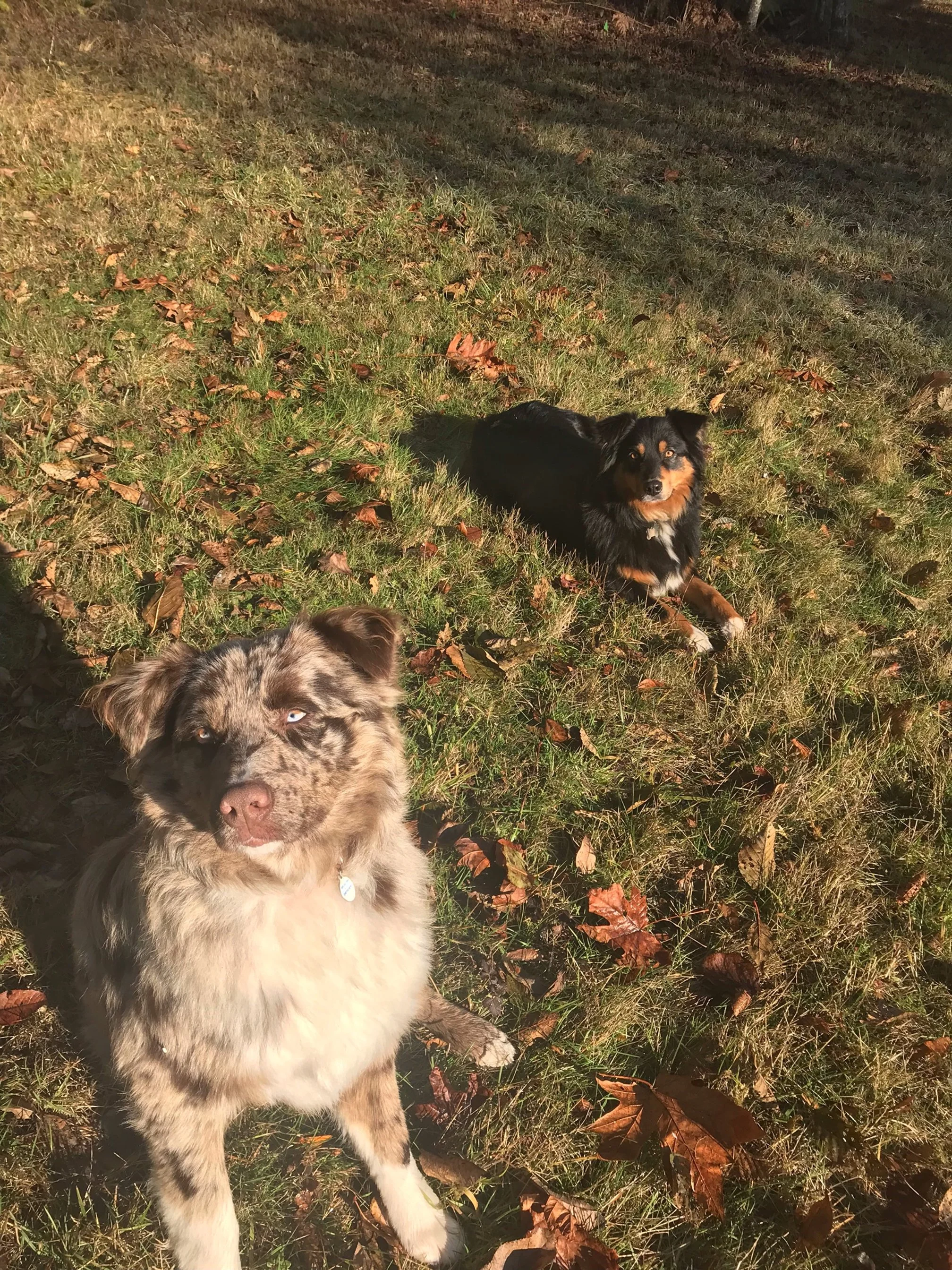 Ruger and Remy on hill.jpeg