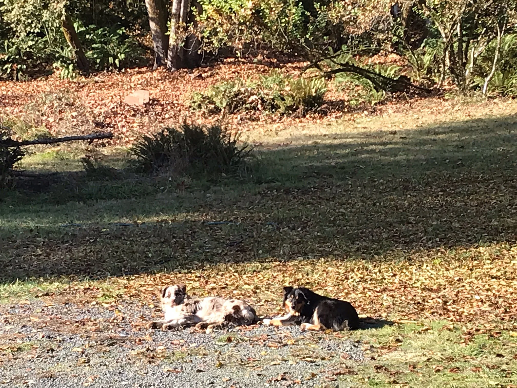 Ruger and Remy in Driveway.jpeg