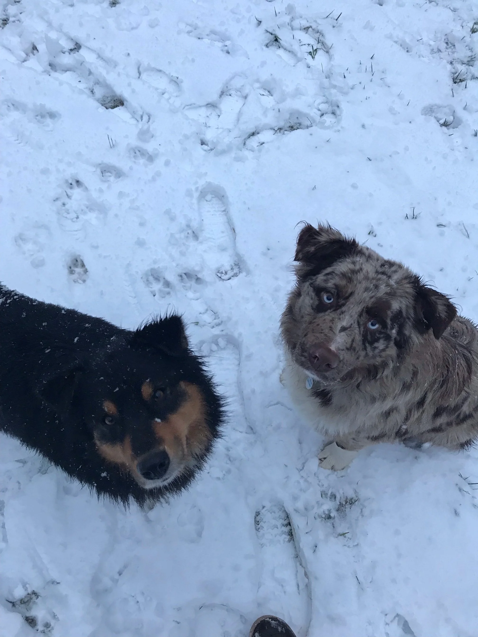 Ruger and Remy in Snow.jpeg