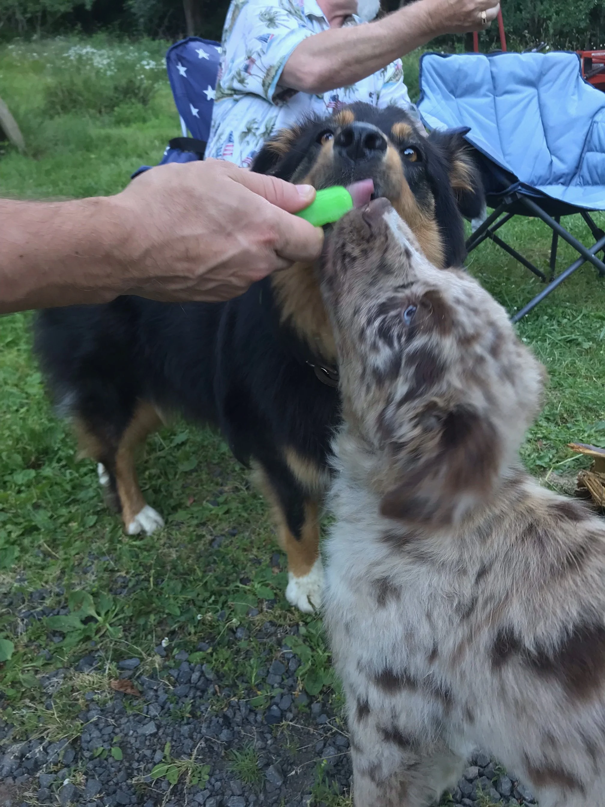 Remy and Ruger Popsicle.jpeg