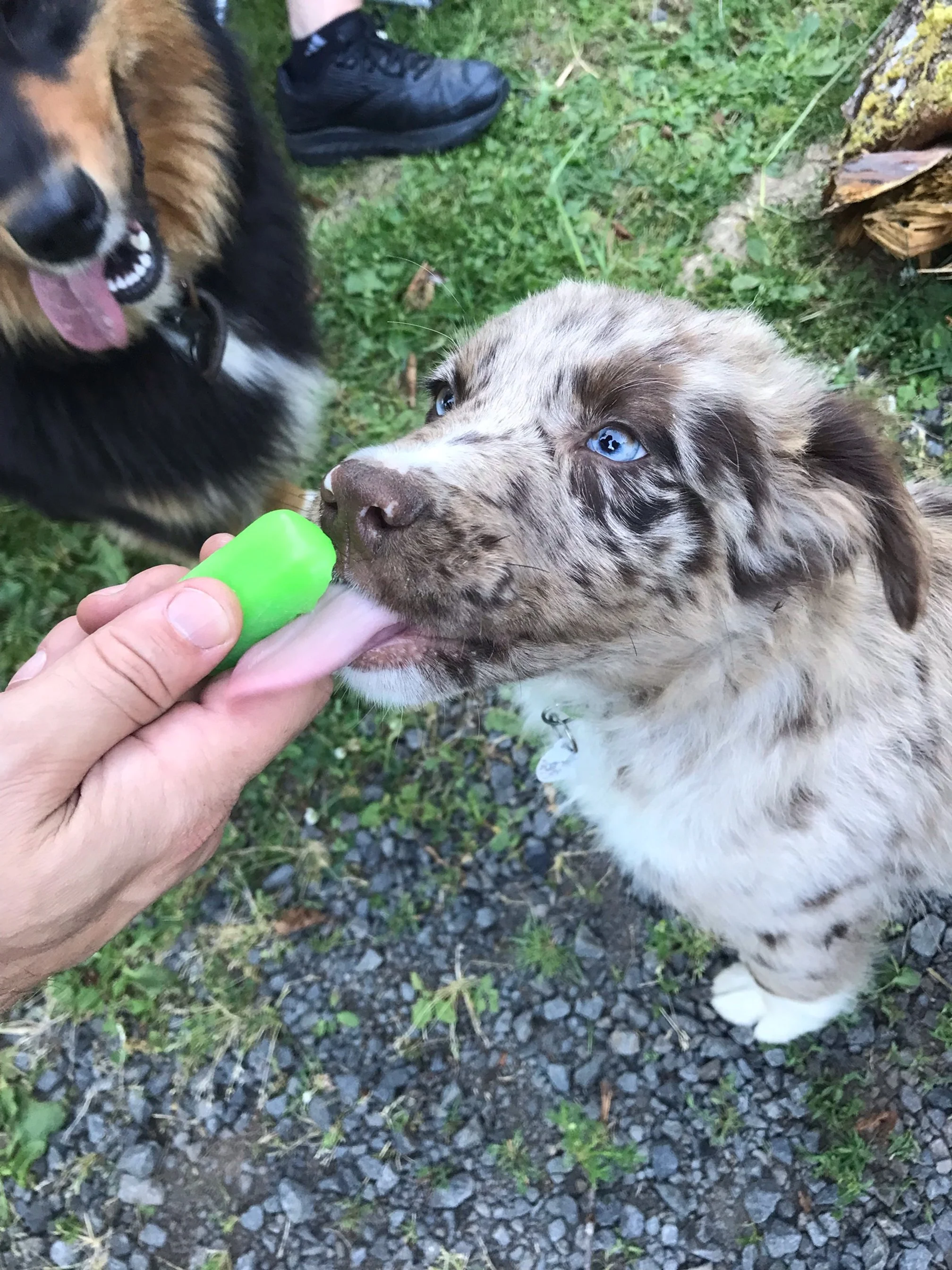 Ruger licking popsicle.jpeg