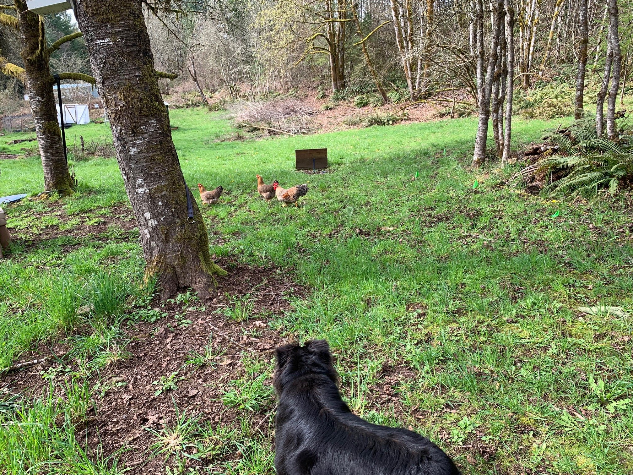 Rem herding chickens 