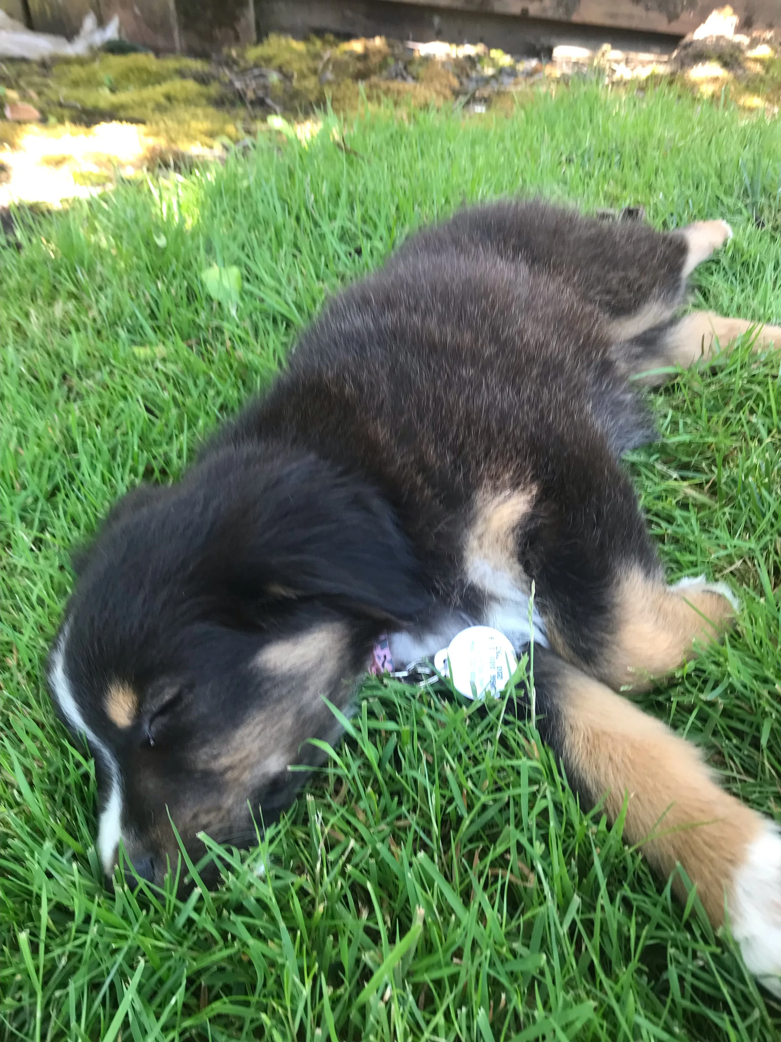 Tuckered out from farm play