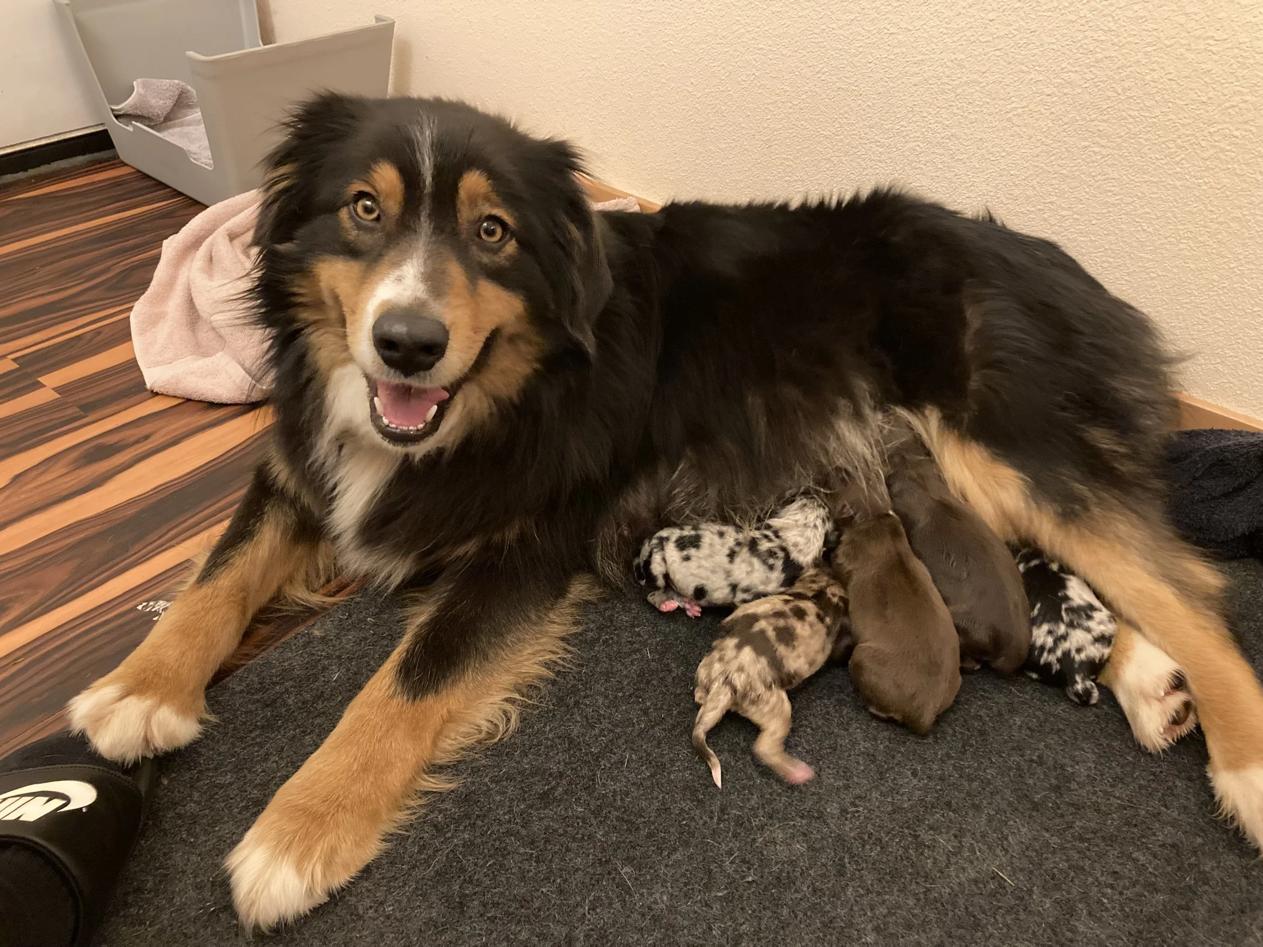 Marley with pups.jpeg