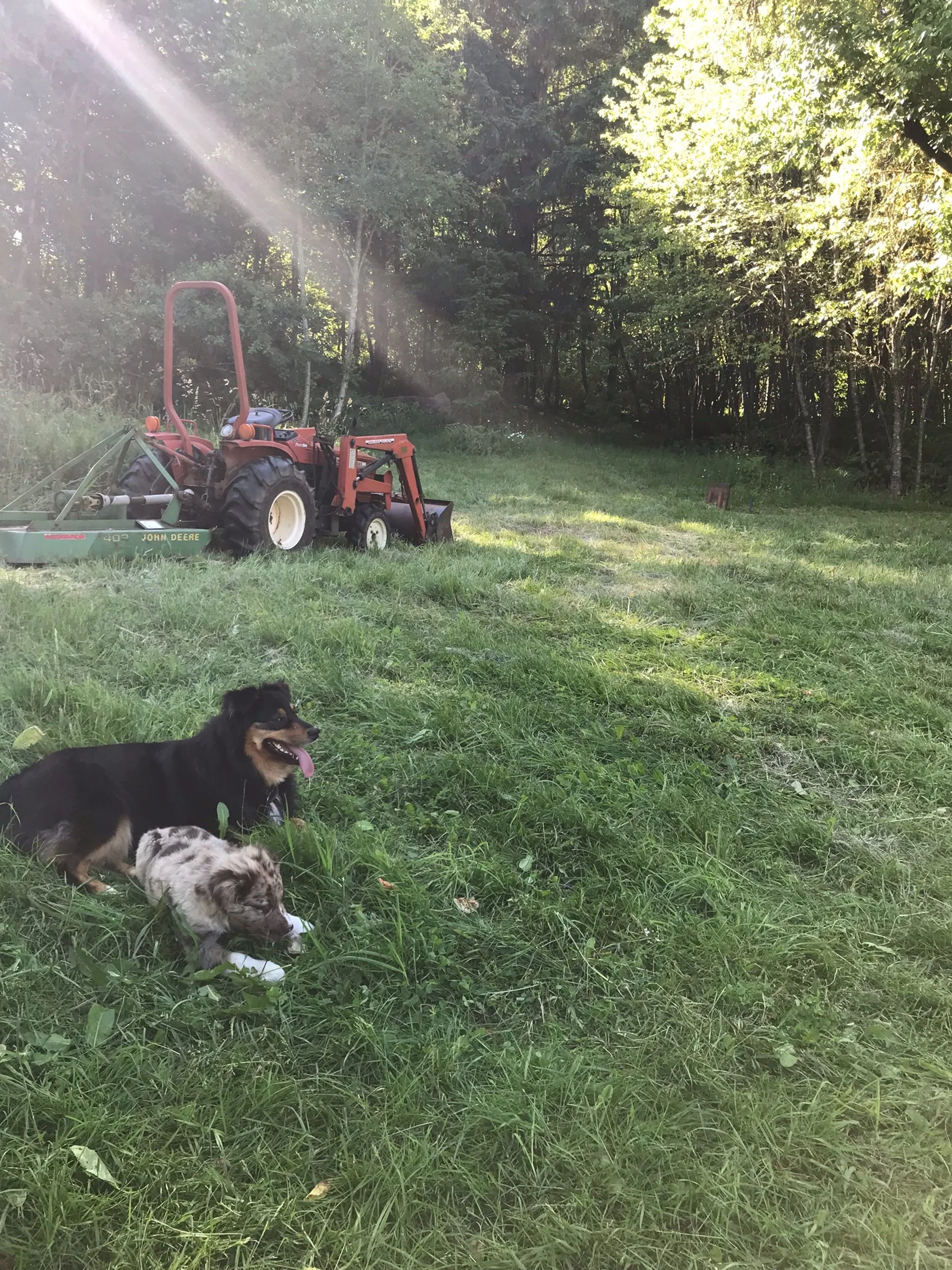 Beautiful day on the farm.jpeg