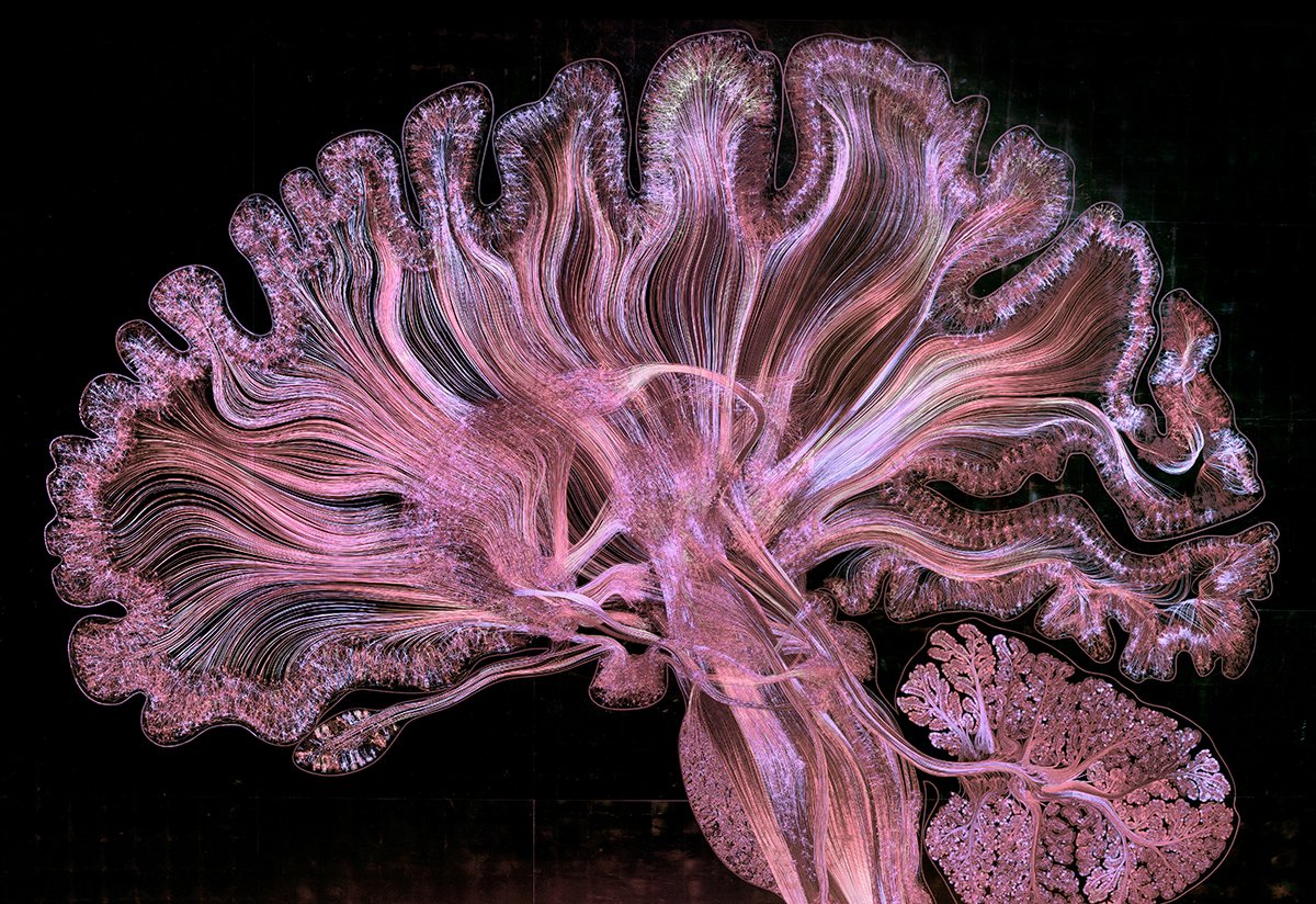 DISSECTING ARCHITECTURAL ATMOSPHERES: Bridging Affordances, Multisensoriality, and the Neurosciences