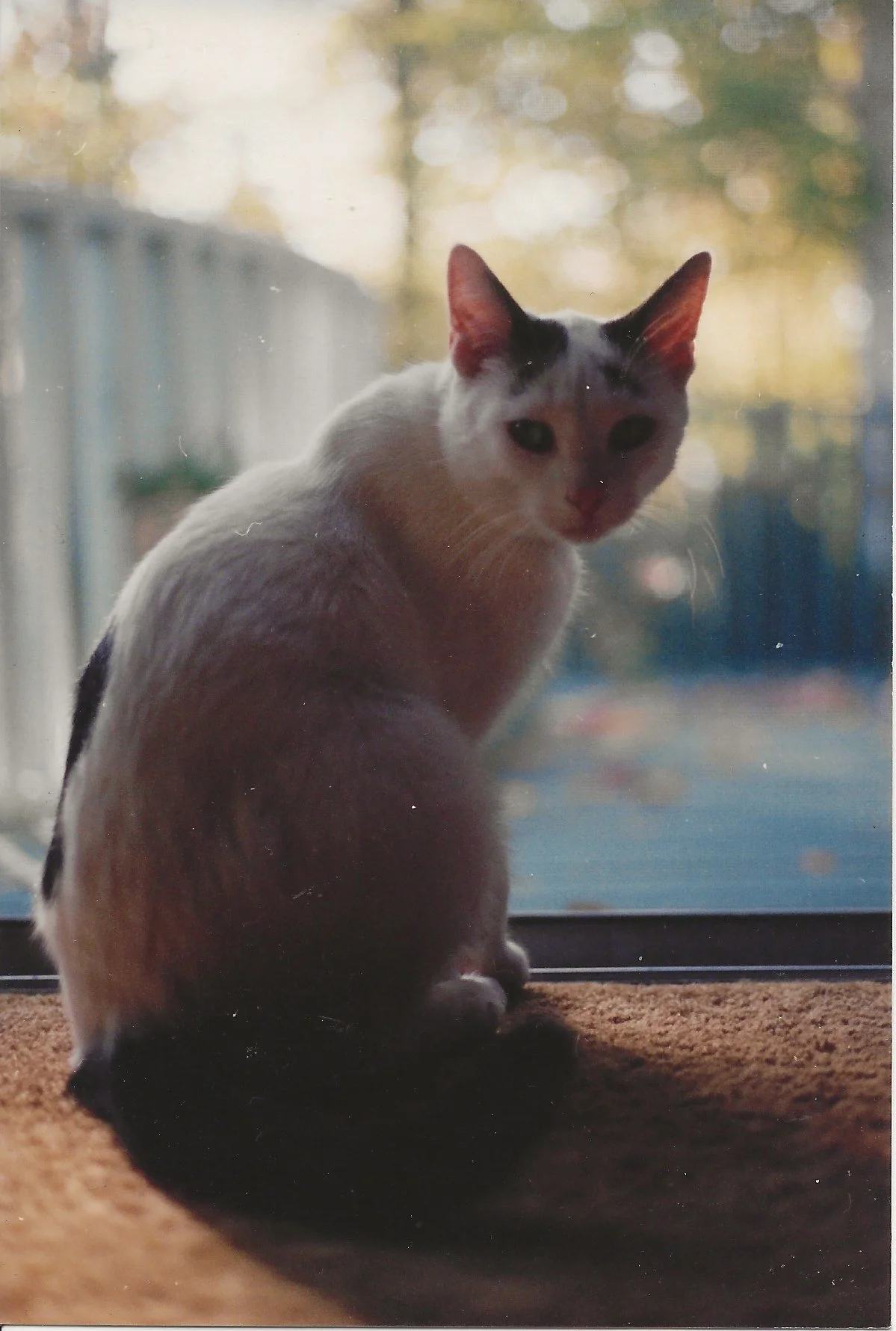 Gordon