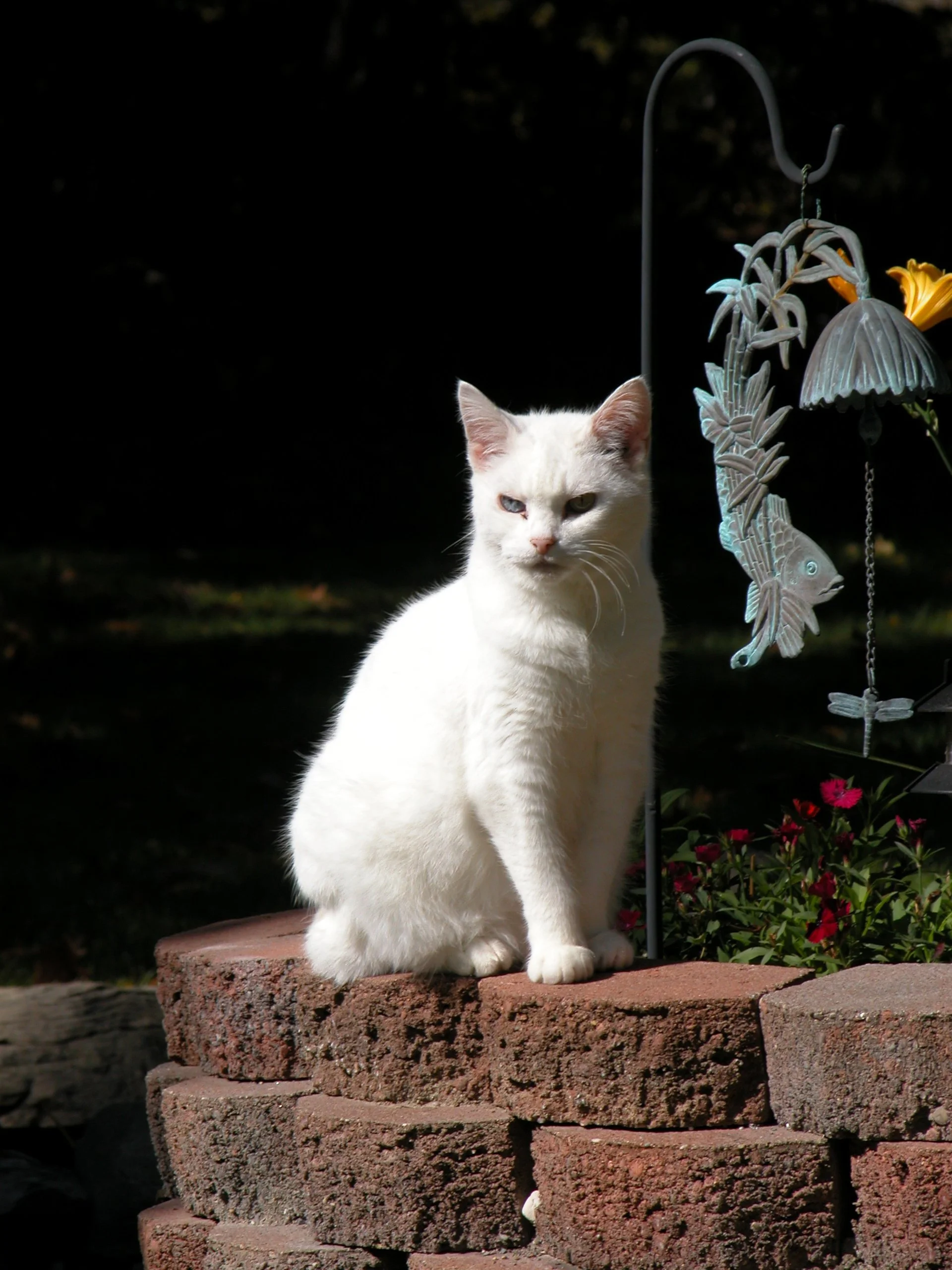 The Mother Kitty