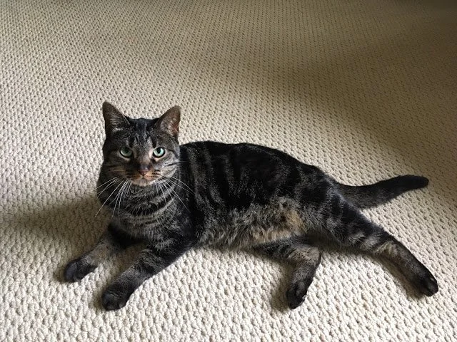 Mew