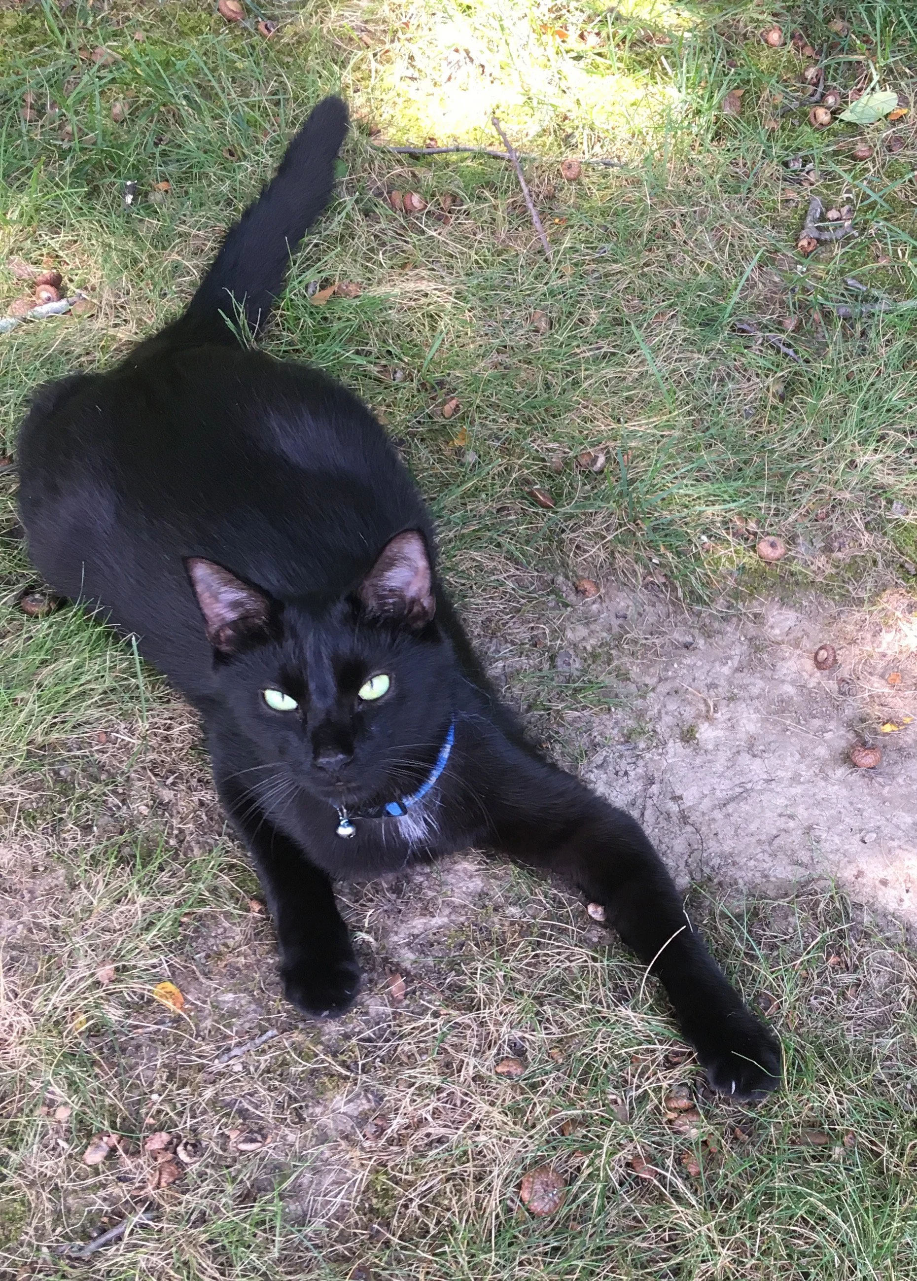 Walter
