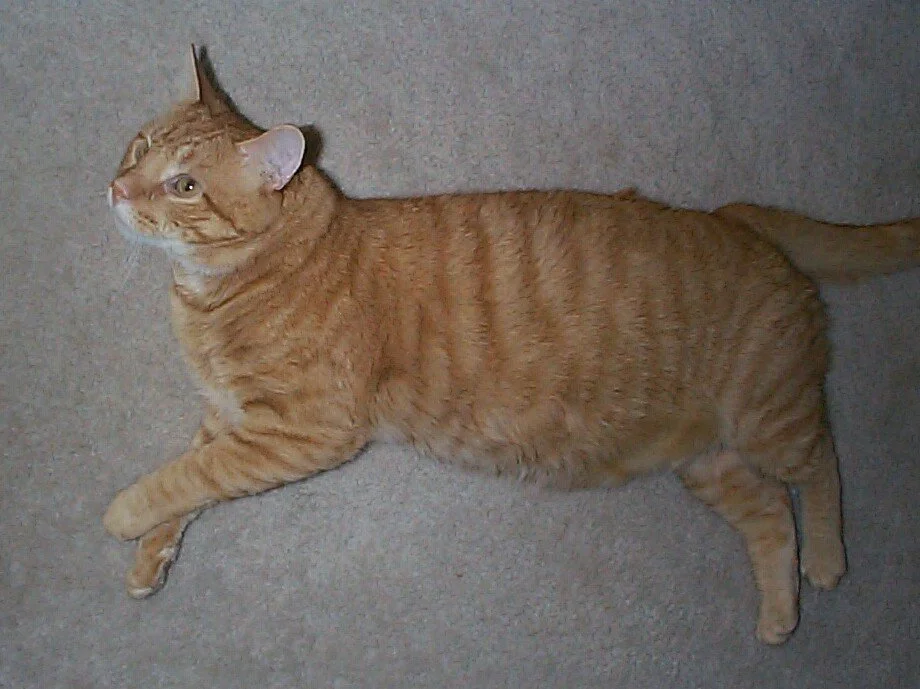 B.J.