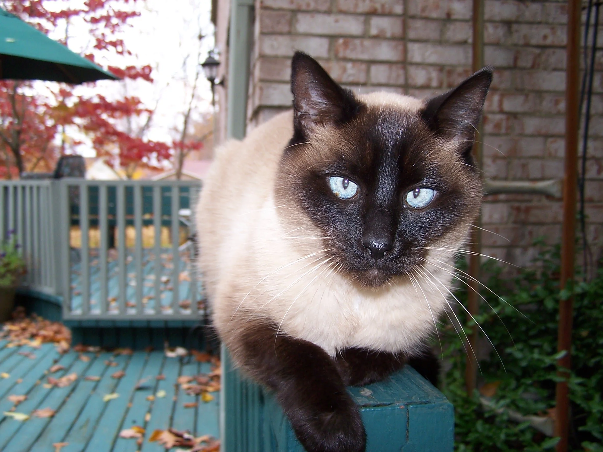 Simon