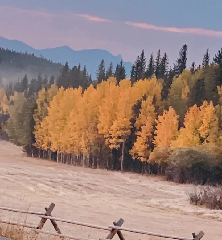 aspens.jpg