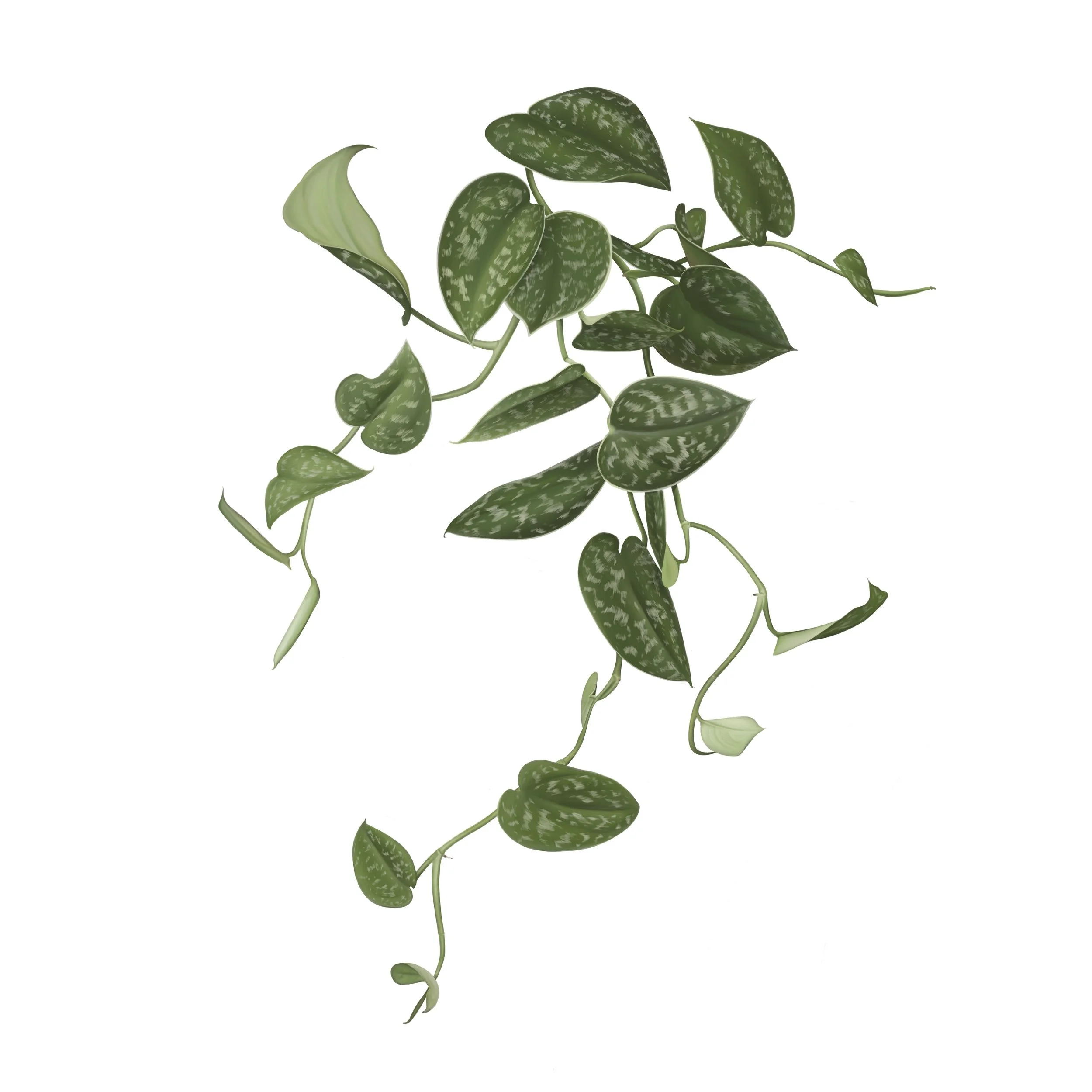 Satin Pothos / Digital painting / Private Collection