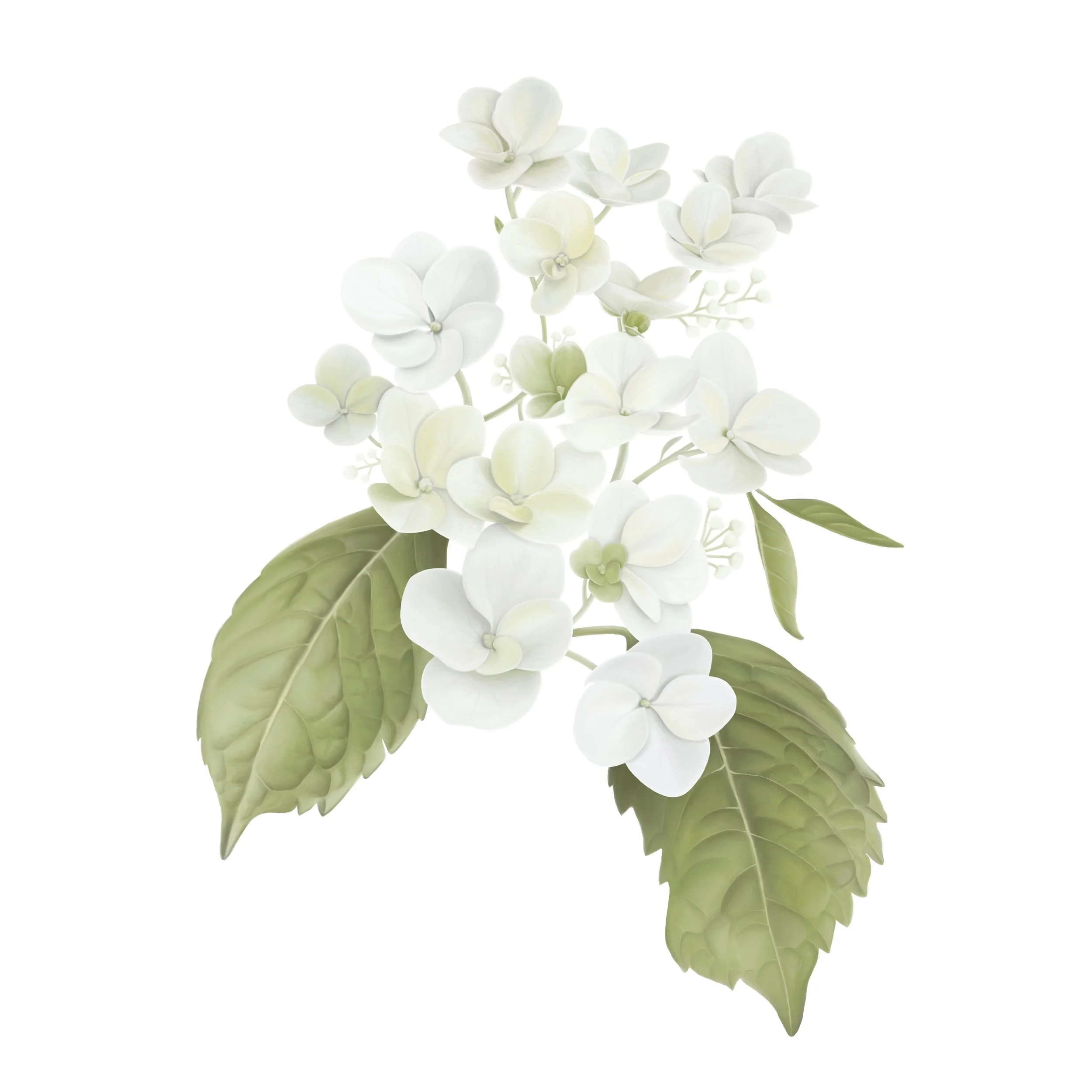 Hydrangea / Digital painting / Private Collection