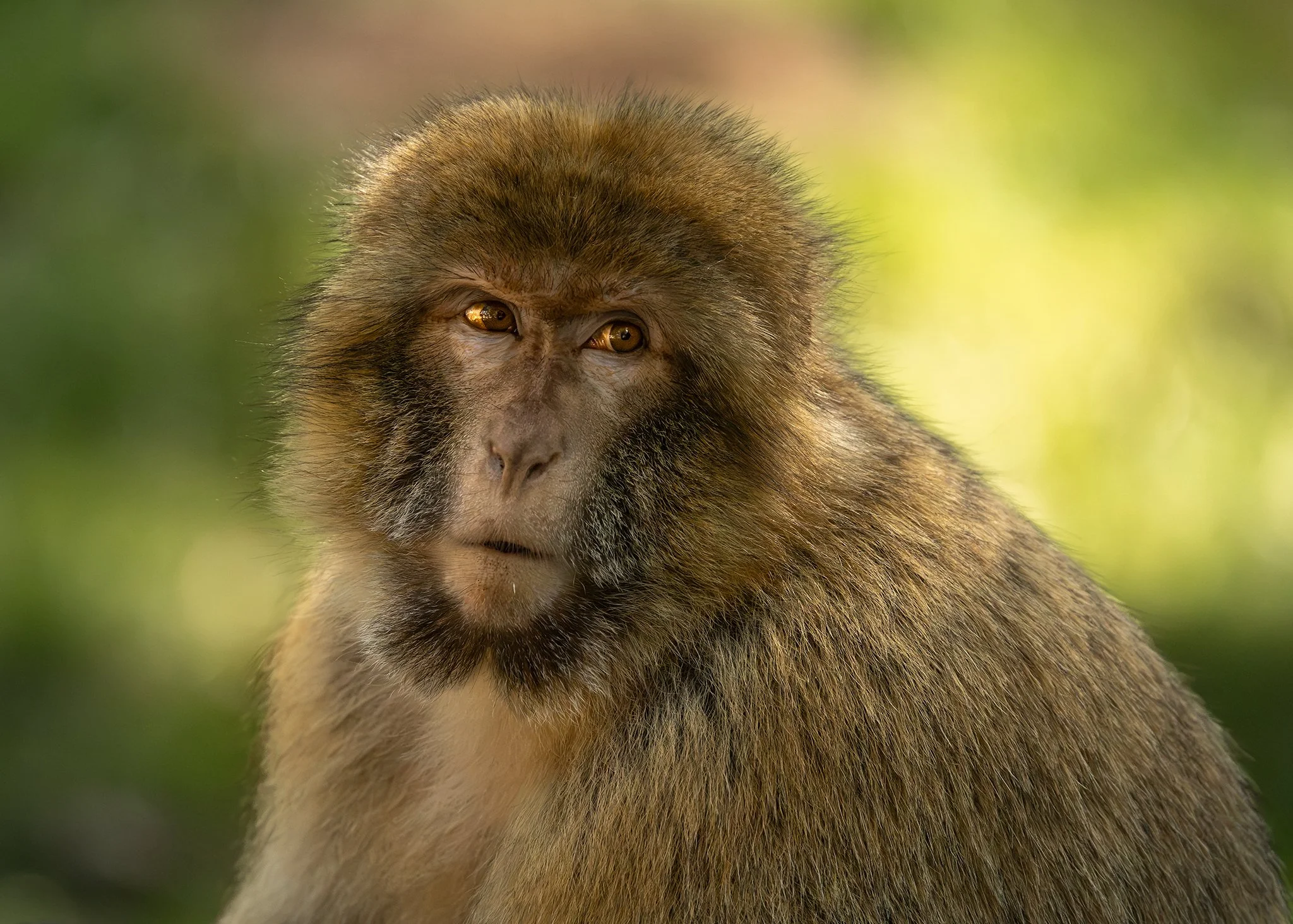 BARBARY MACAQUE.jpg