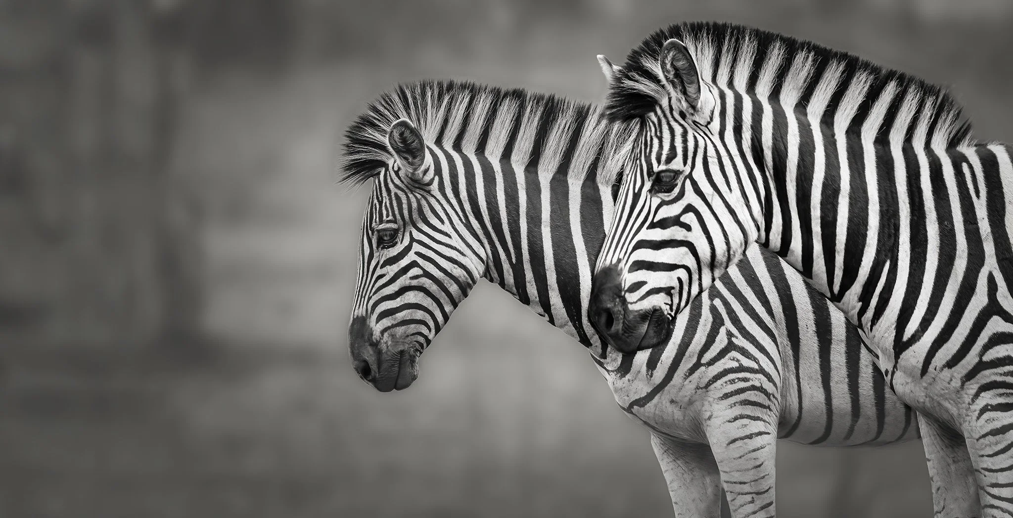 Stripe Echoes