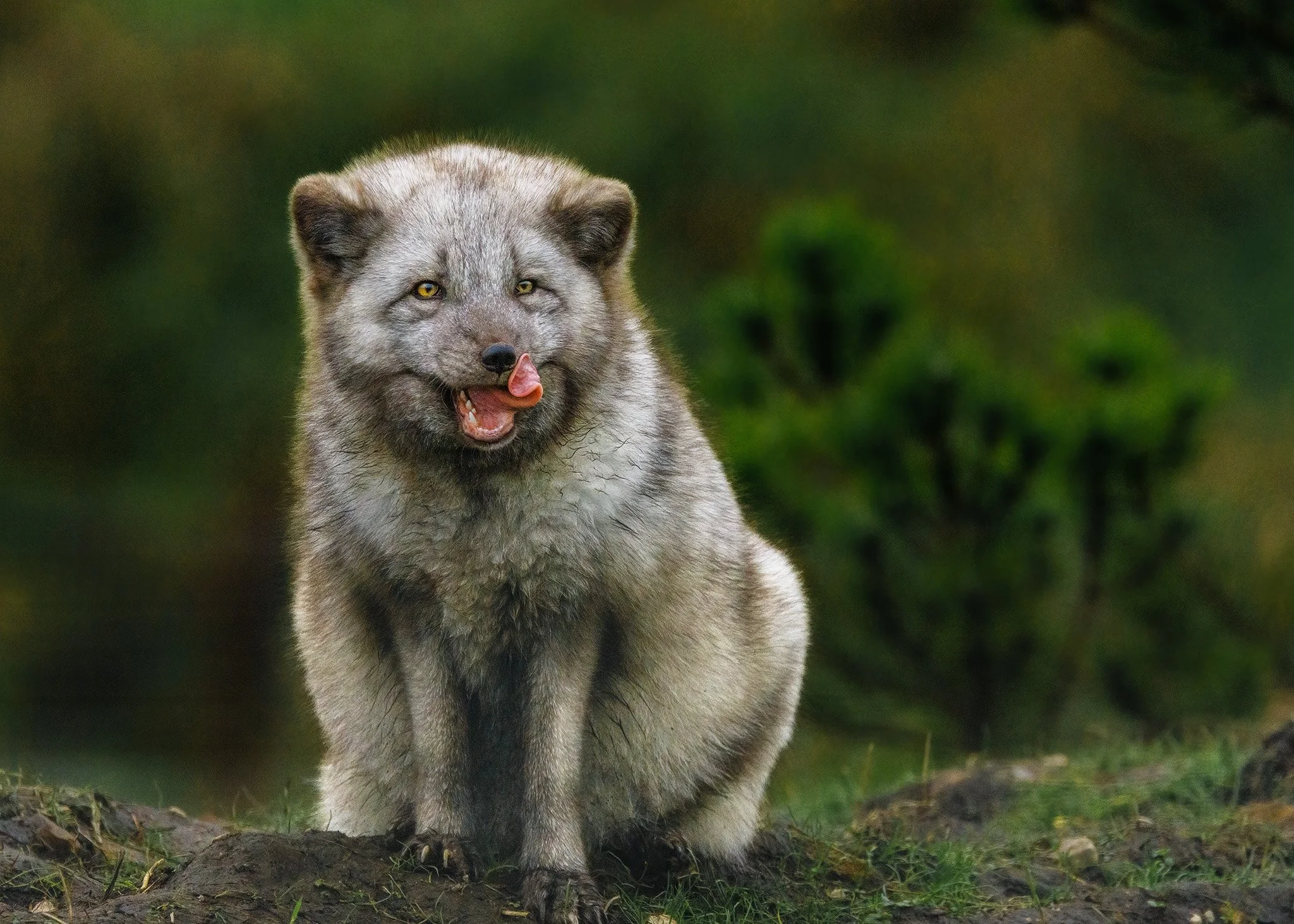 Arctic Fox