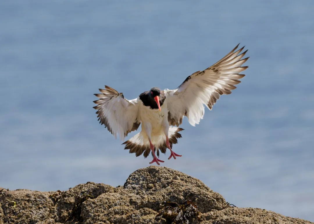 OYSTERCATCHER LANDING.jpg