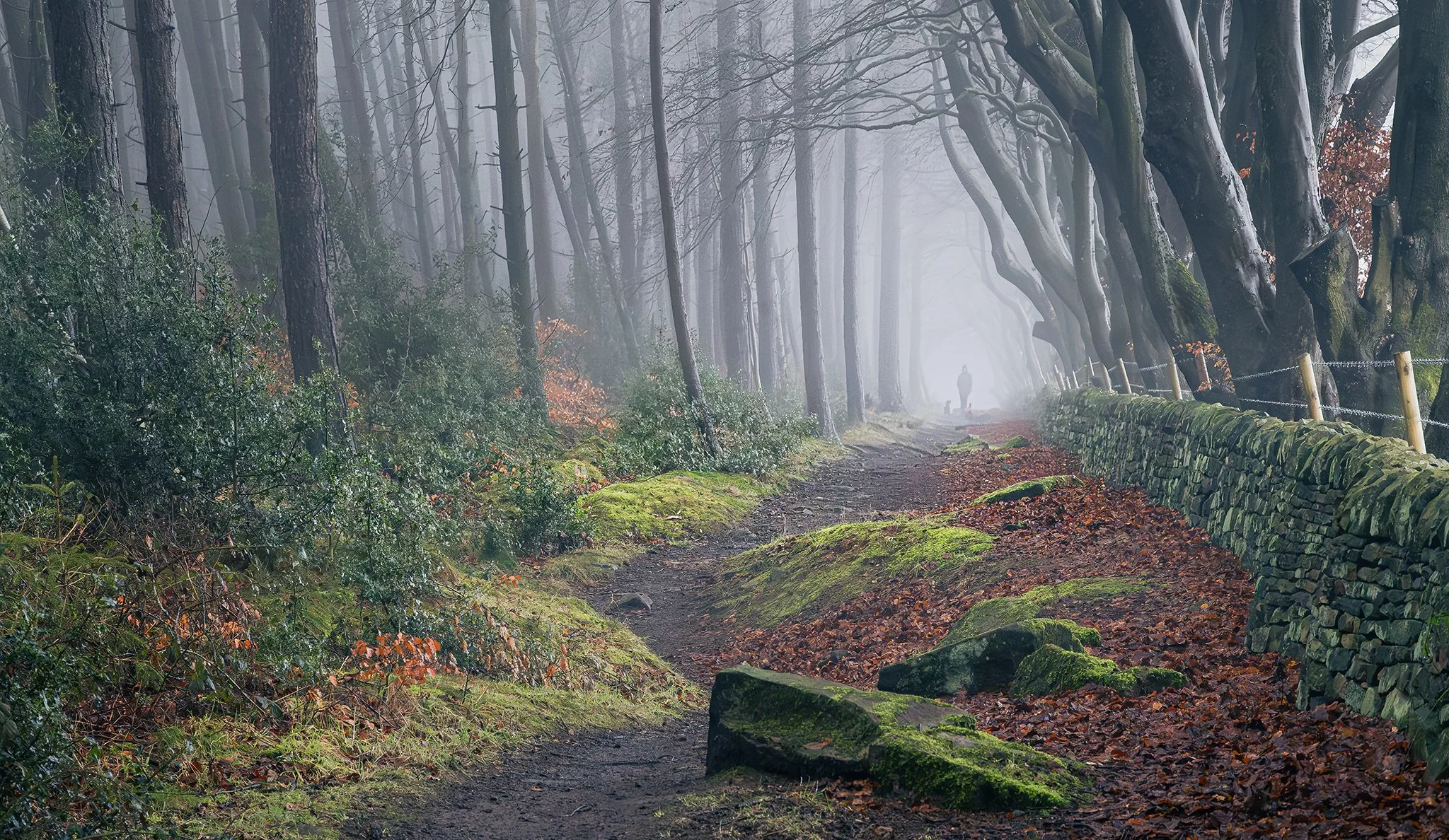 MORNING SOLITUDE.jpg