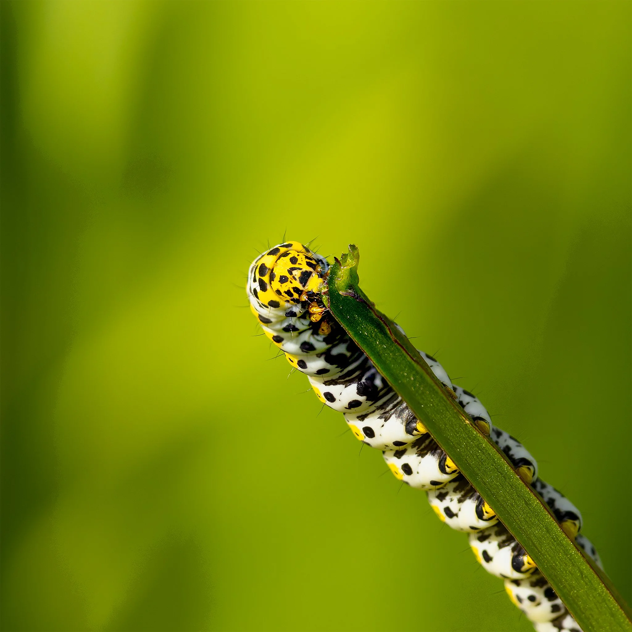 MULLEIN MOTH CATERPILLAR.jpg