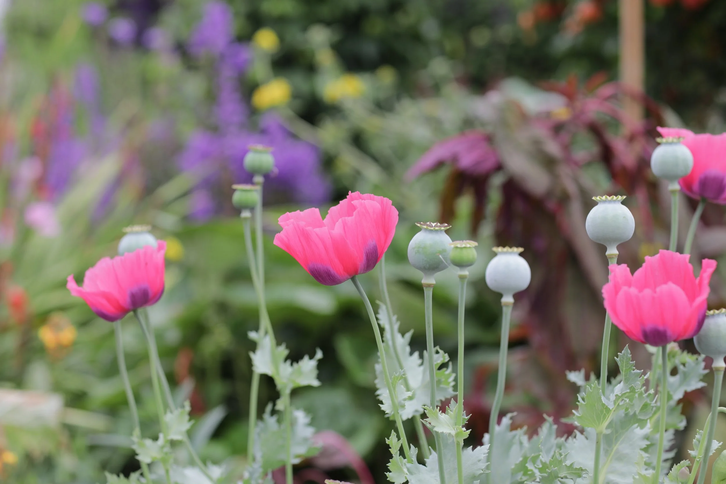 MAY 25, 2022 // PINK POPPY