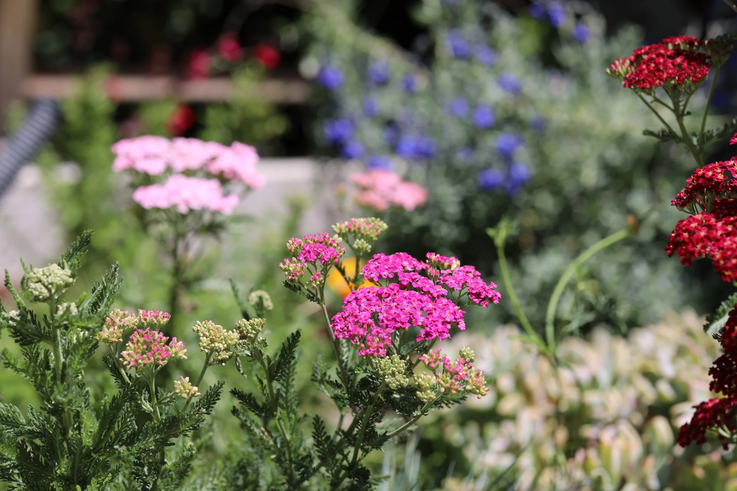 JULY 22, 2020 // YARROW, + COLOR VARIATIONS ON A THEME