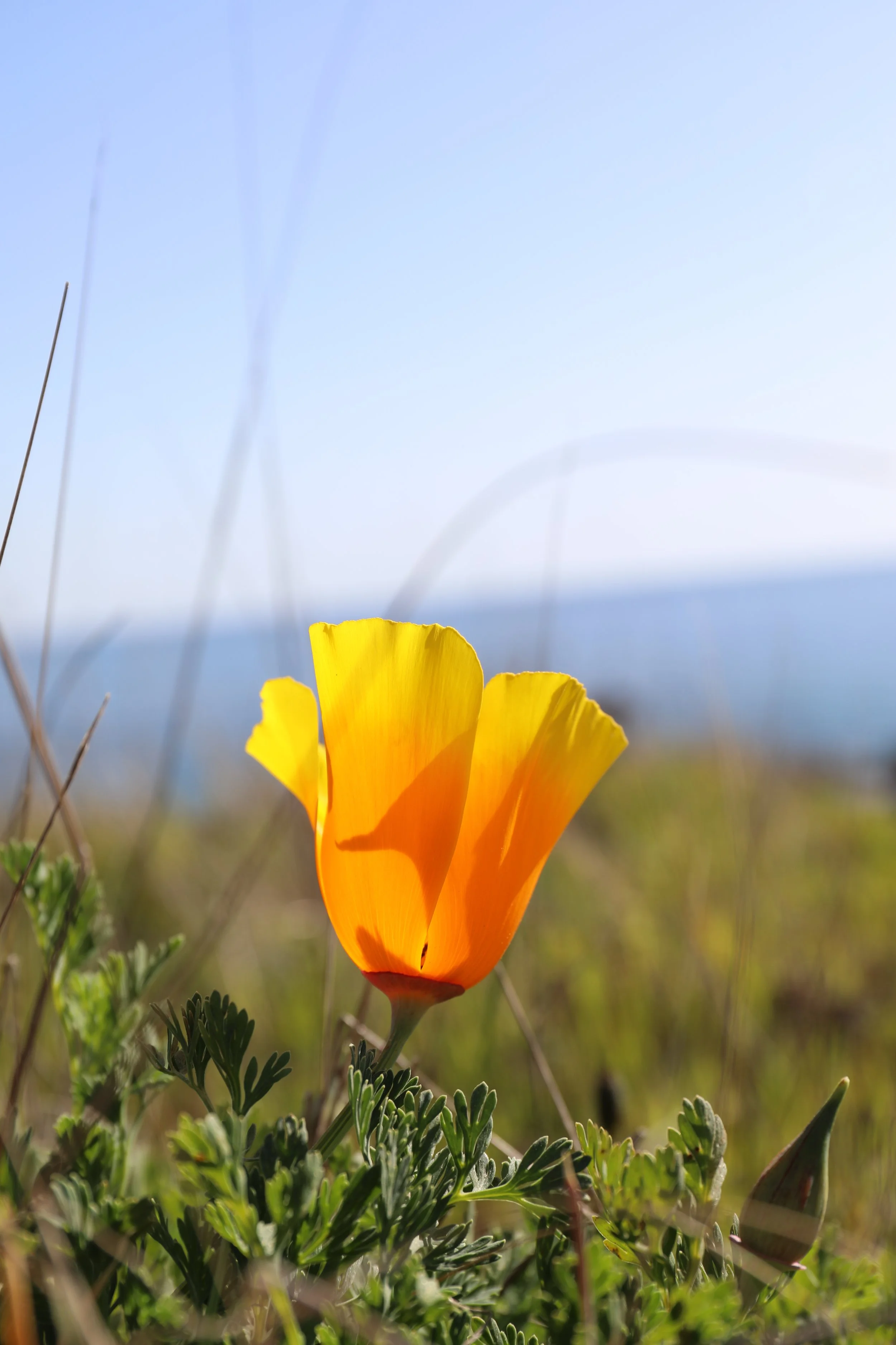 APRIL 1, 2021 // CALIFORNIA POPPY ON THE COAST