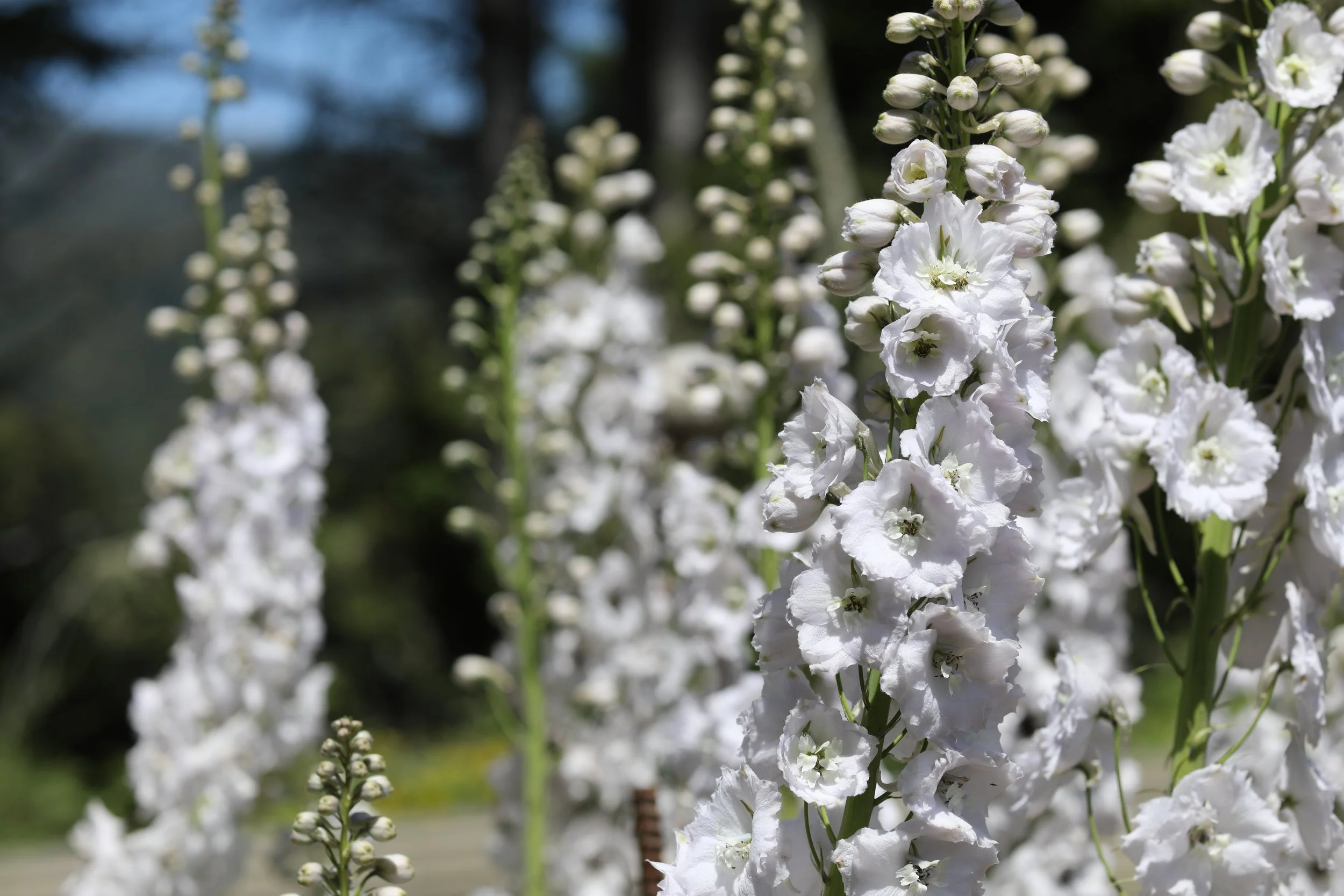 MAY 28, 2021 // CANDLE LARKSPUR