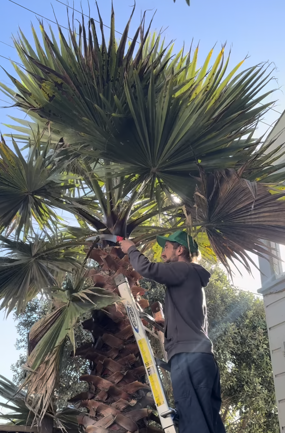 FEB 16, 2026 // PALM TREE PRUNE TUTORIAL