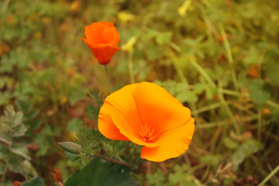 California poppies
