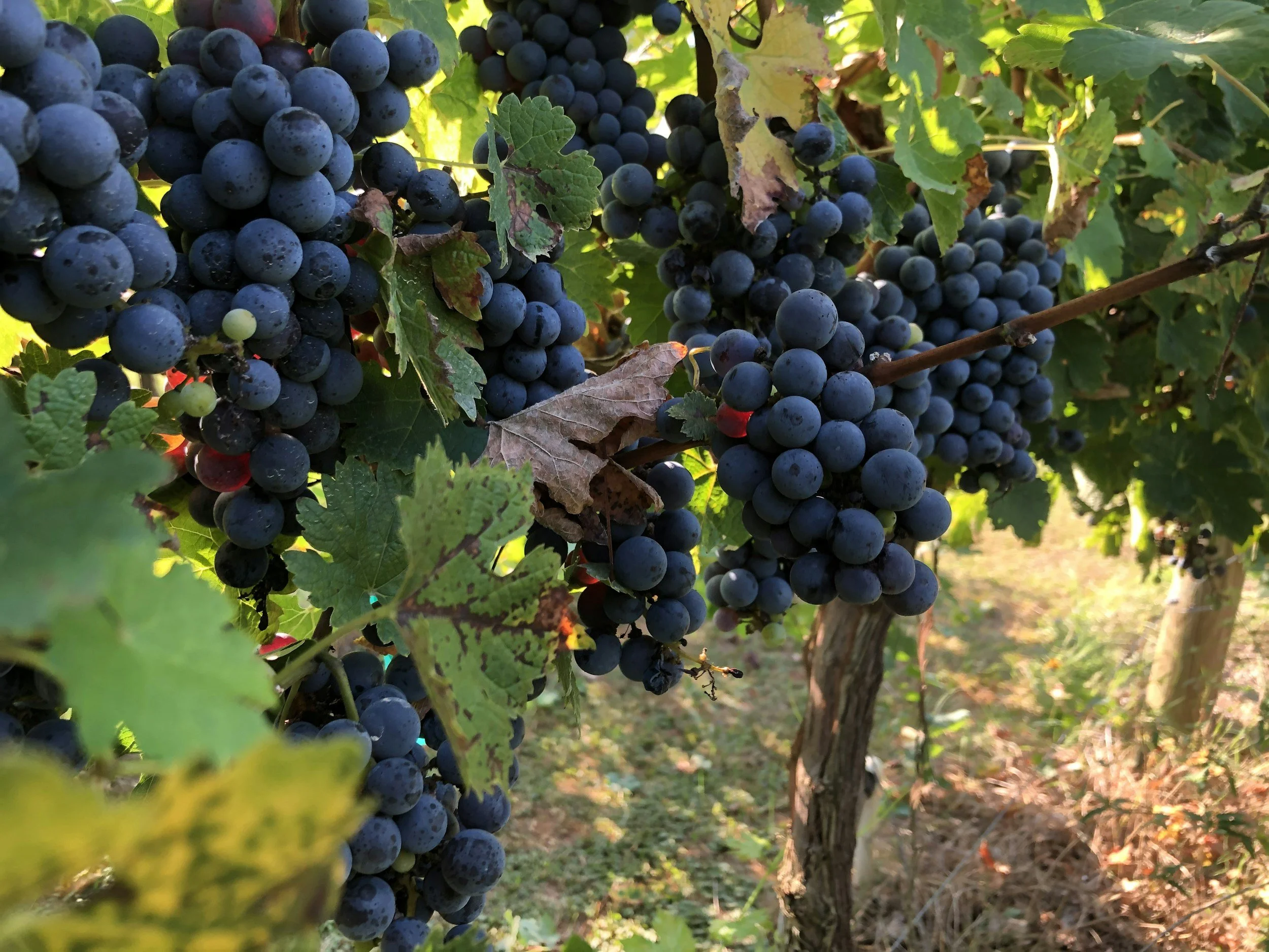 Weekend Red Wines From the US