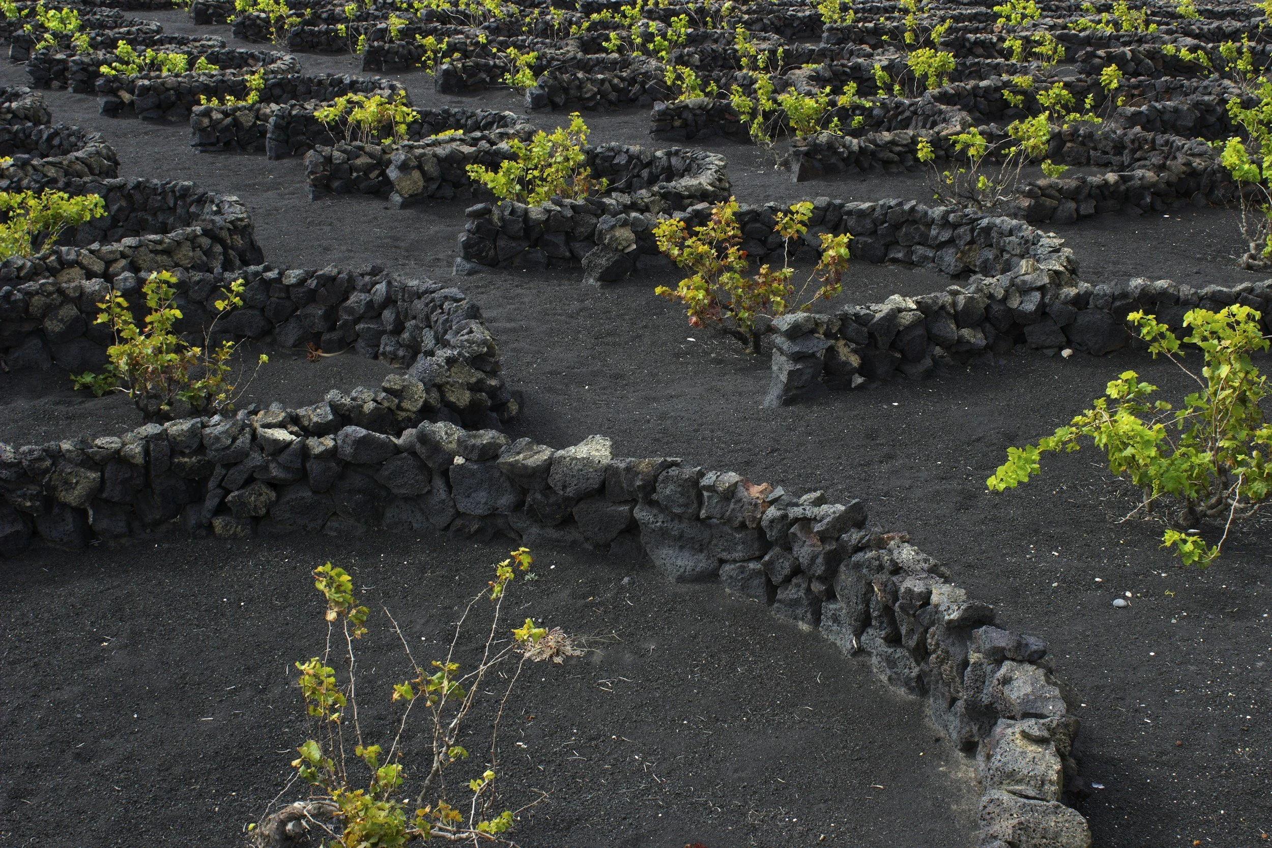 Saturday Wine Tastings: An intro to Volcanic Soils