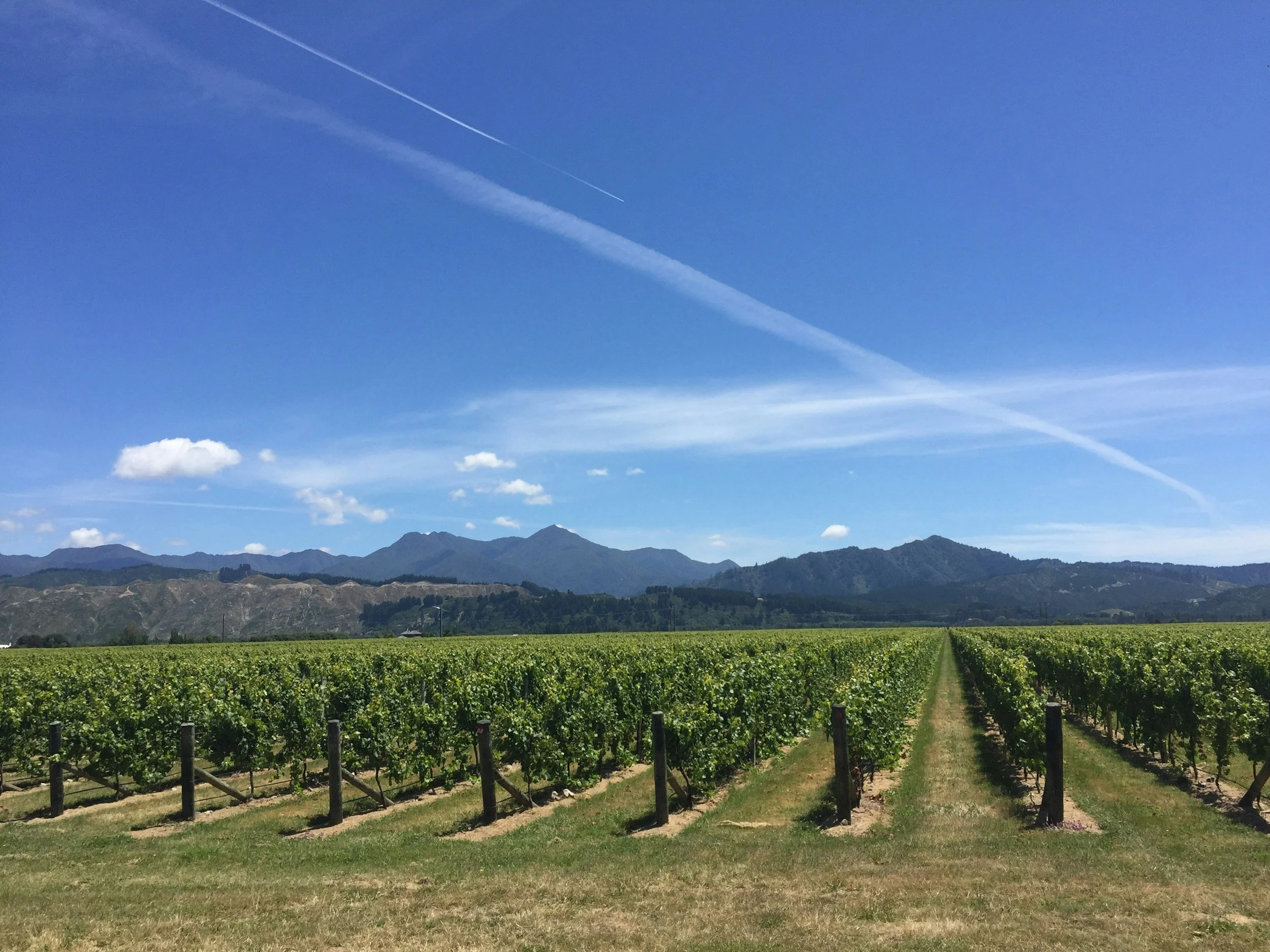 Saturday Free Wine Tasting