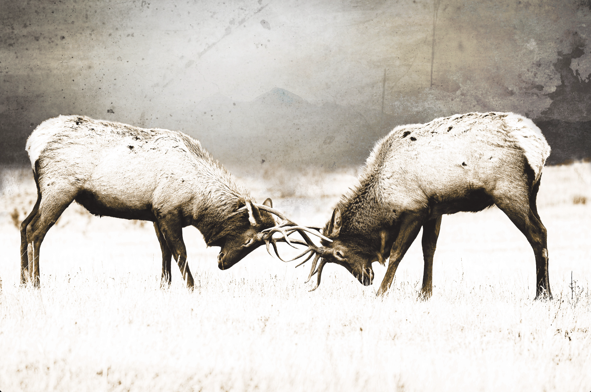 Two elk locking antlers in Brandon Luther's textured fine-art wildlife composition.