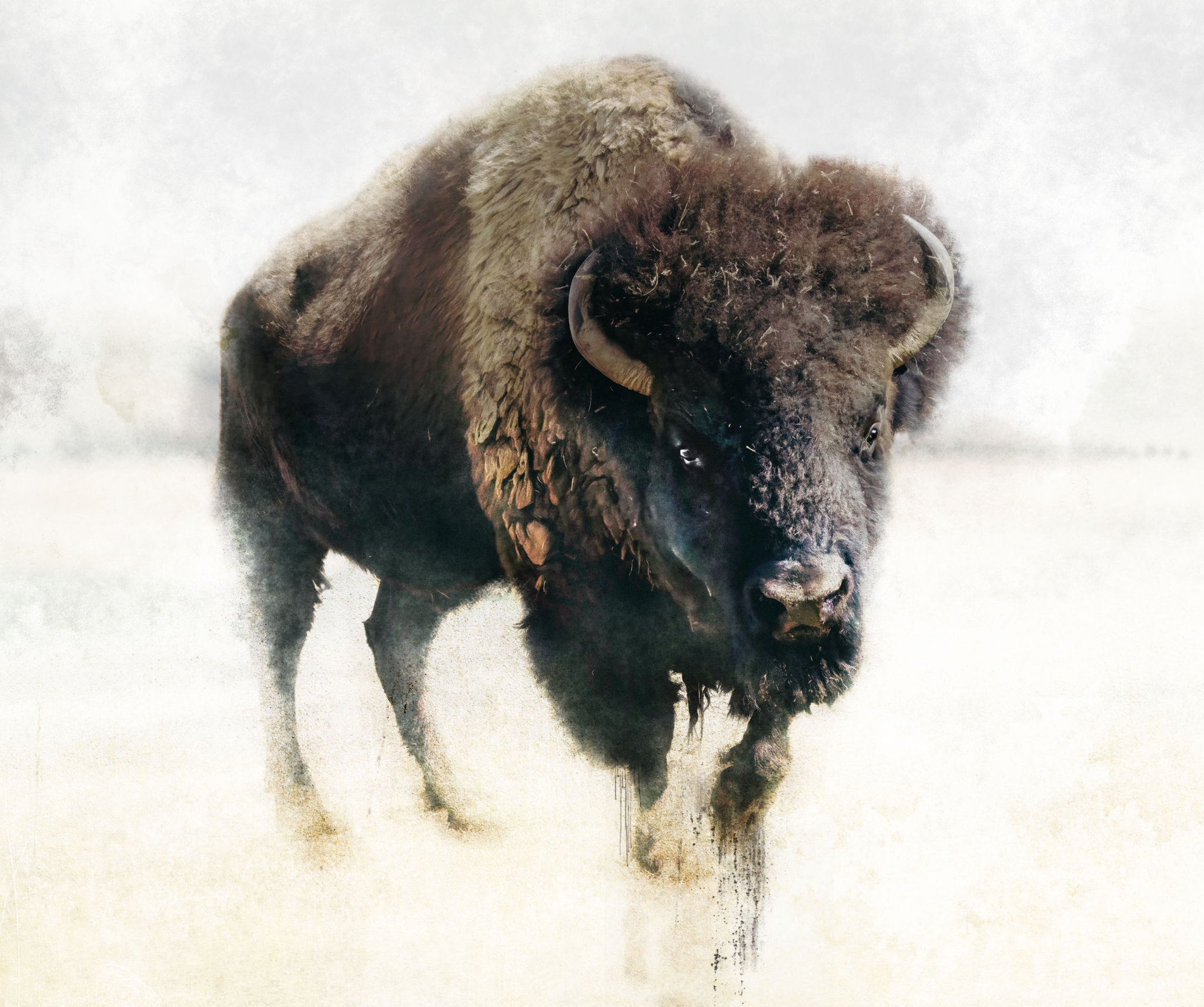 Textured fine-art portrait of an American bison by Brandon Luther.