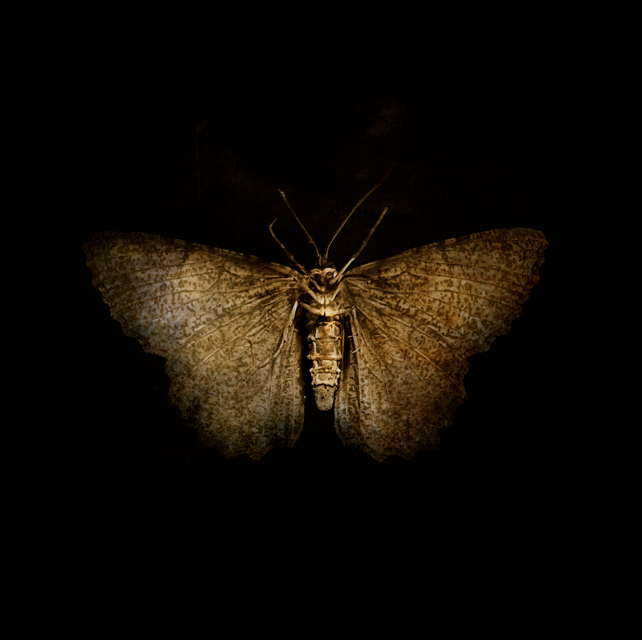 Dark textured mixed-media moth artwork by Brandon Luther.