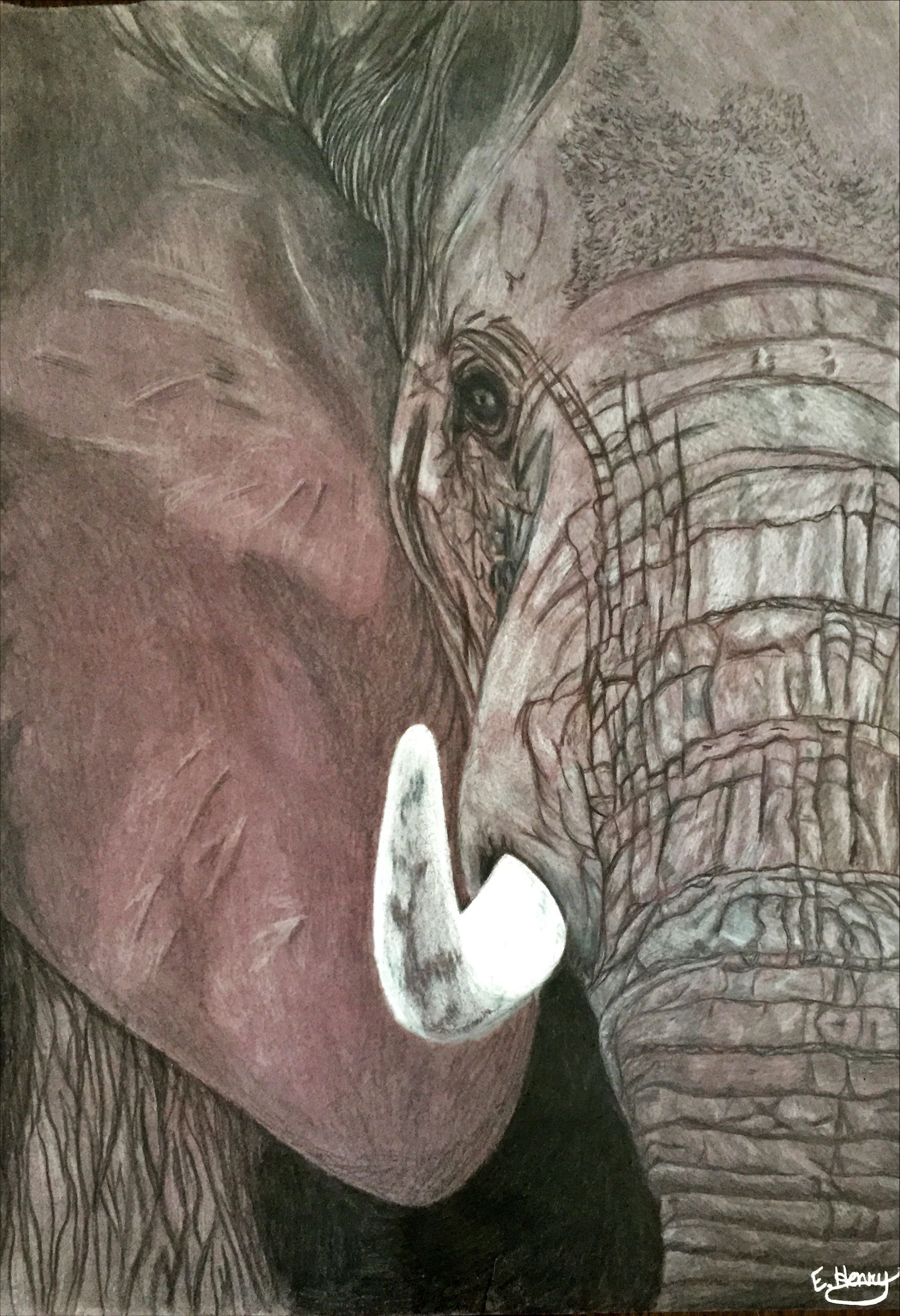 Tusked - August 5, 2017
~ Size: 18x24
~ Medium: Coloured Pencil