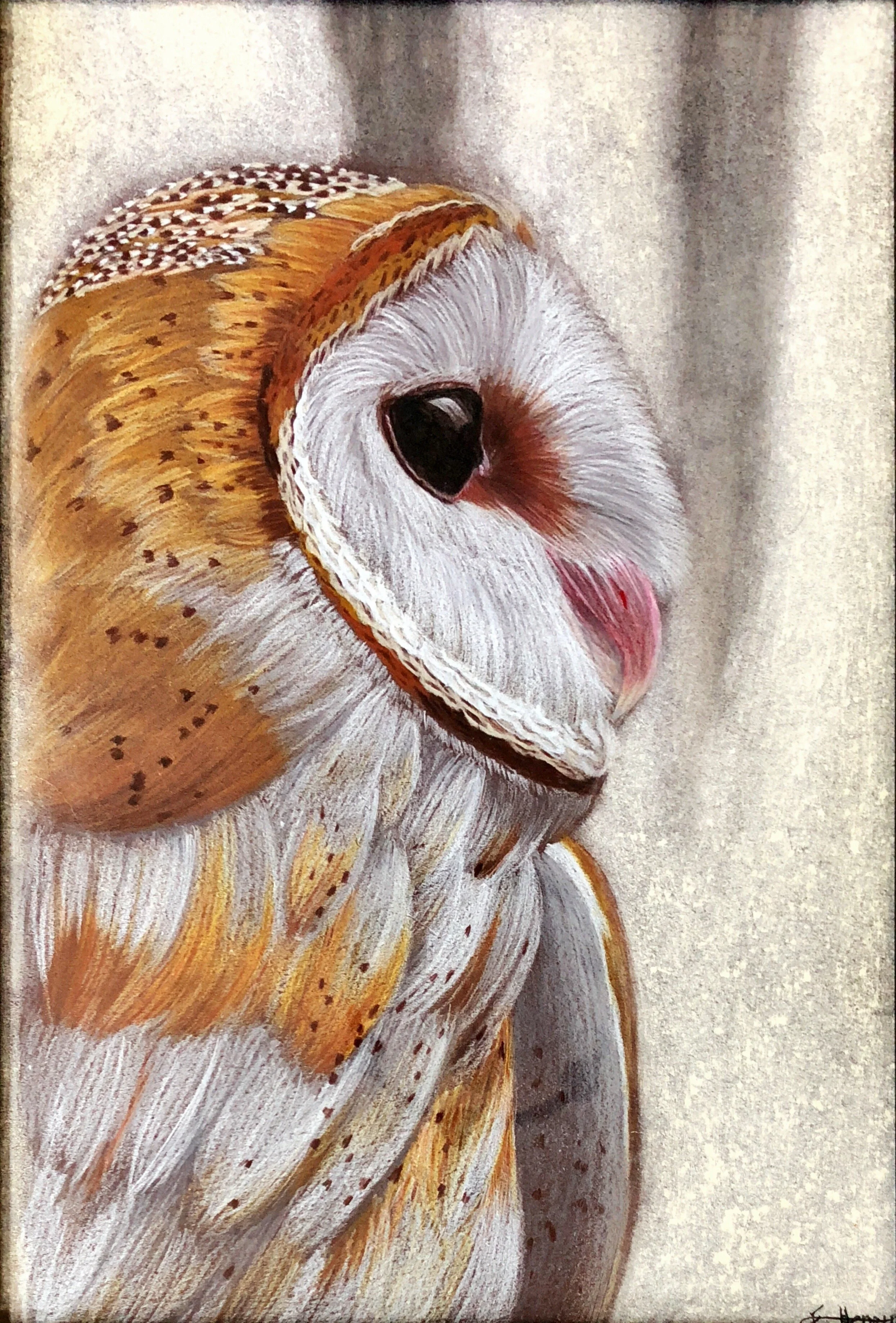 Barn Owl - September 27, 2018
~ Size: 12x20
~ Medium: Coloured Pencil and Chalk Pastel