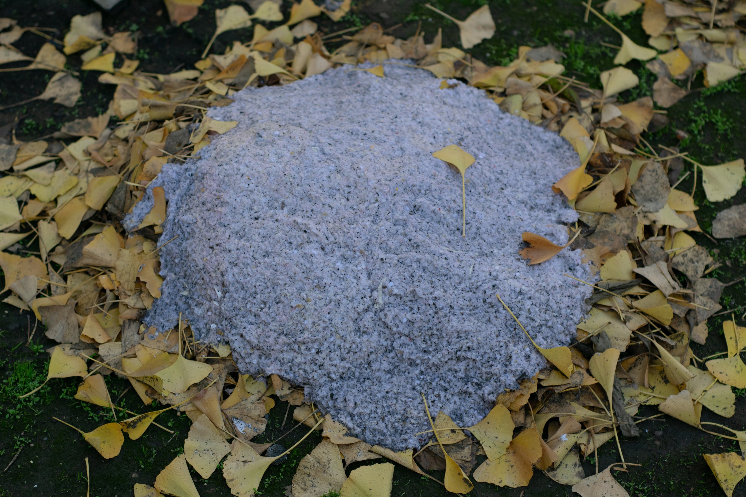 DSC_0946.jpg